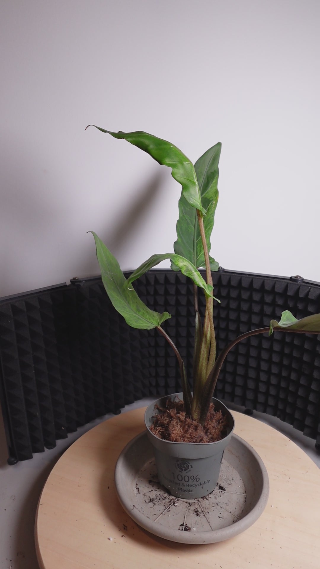 Alocasia lauterbachiana 'Variegata'