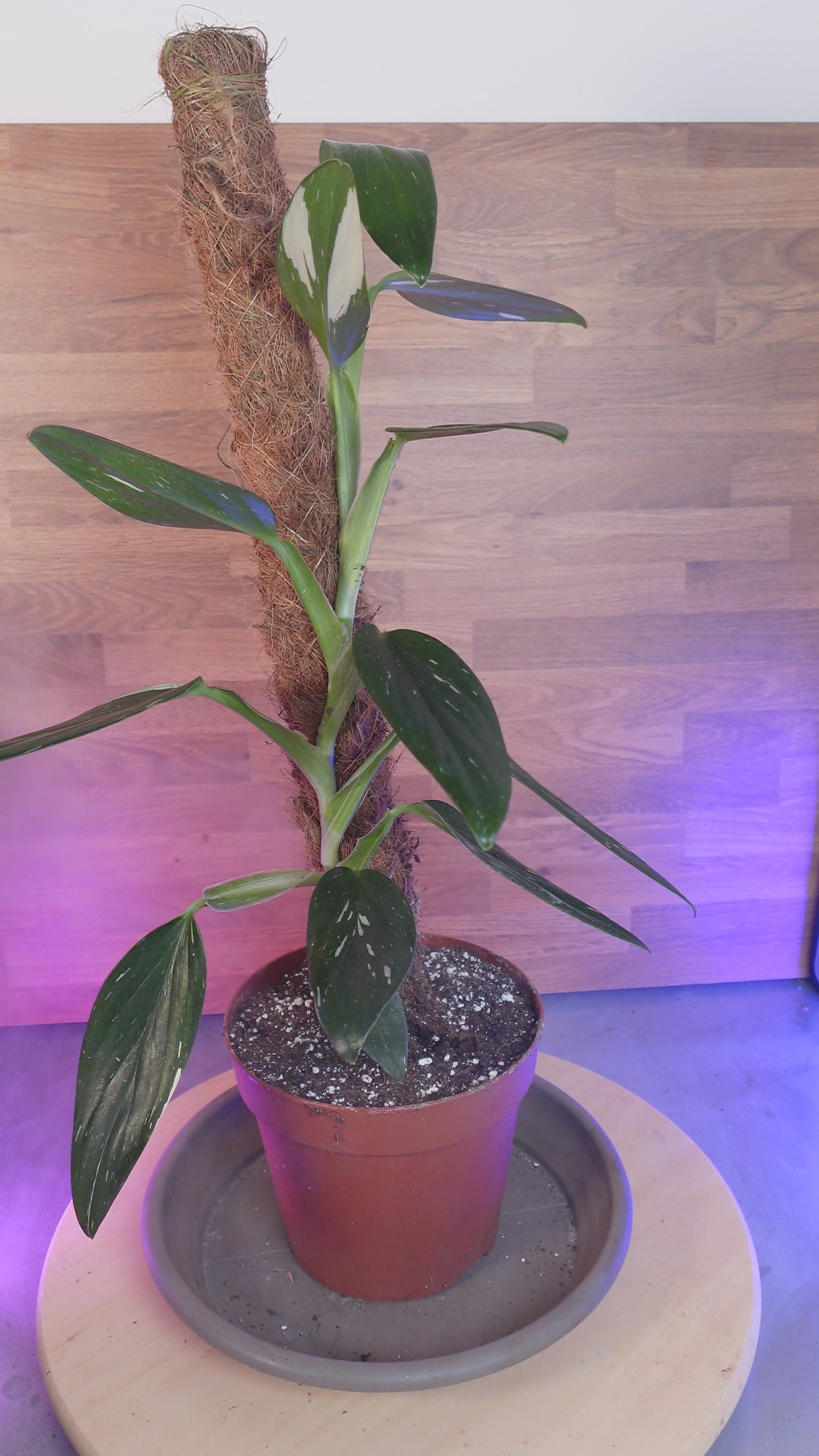 Monstera standleyana 'Variegata'