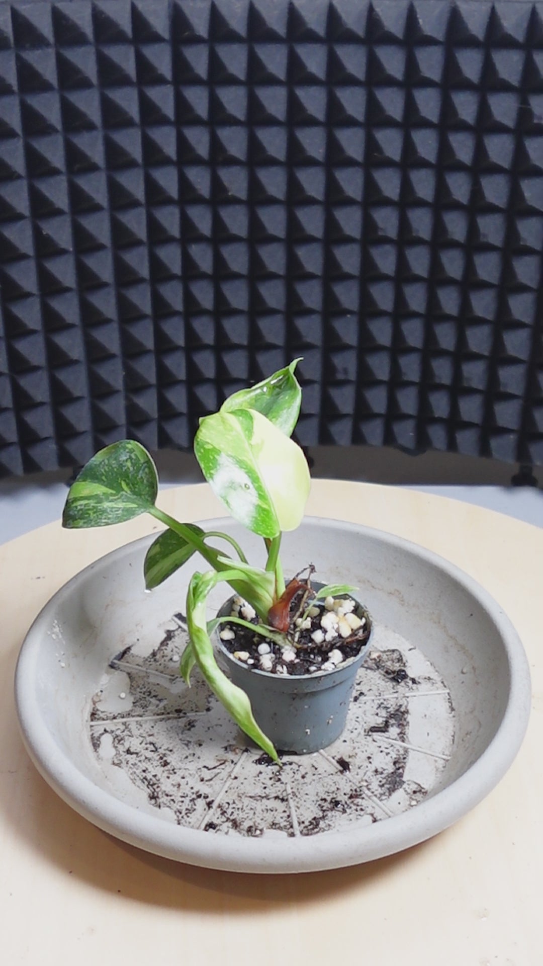 Philodendron 'Green Congo'