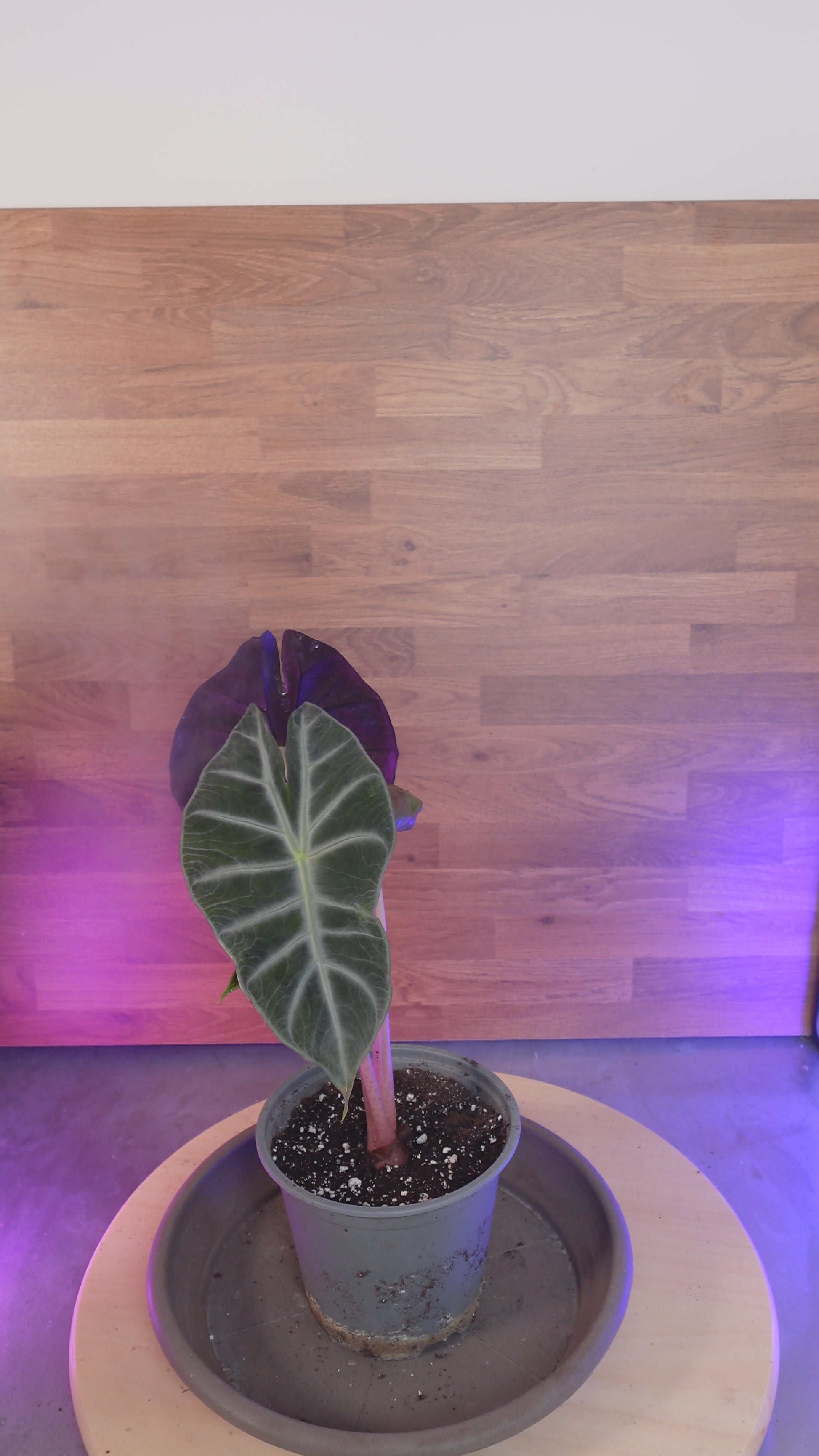 Alocasia pink dragon