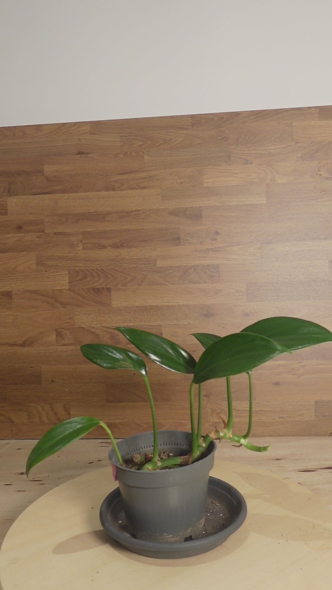 Monstera dragon tail