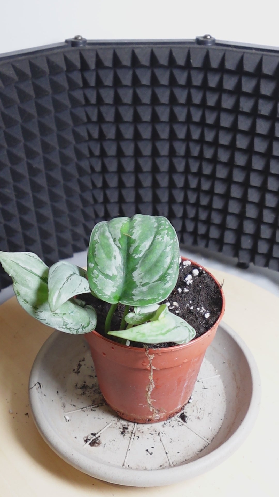 Scindapsus Sp Kalimantan