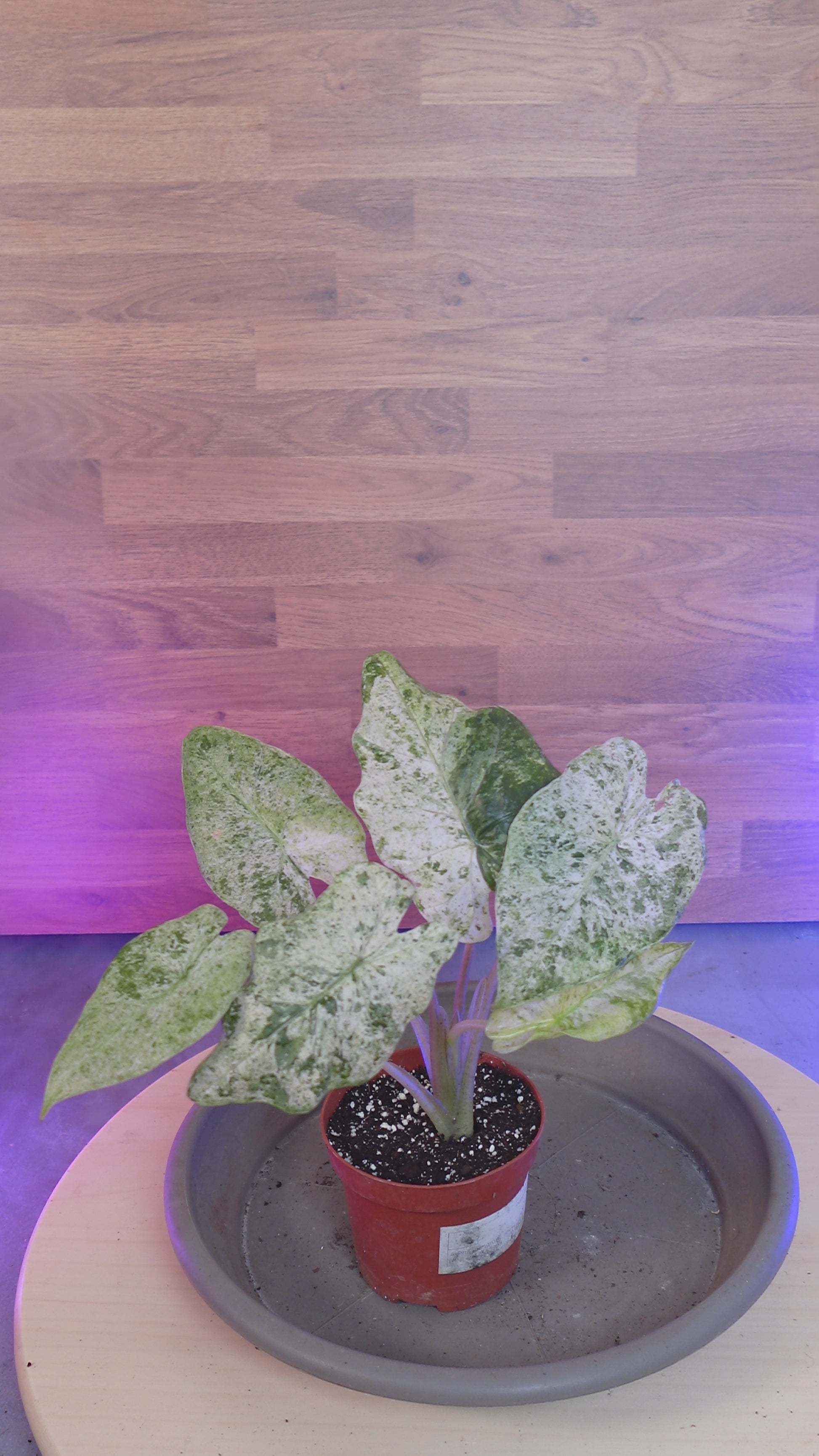 Alocasia macrorrhizos 'Splash'