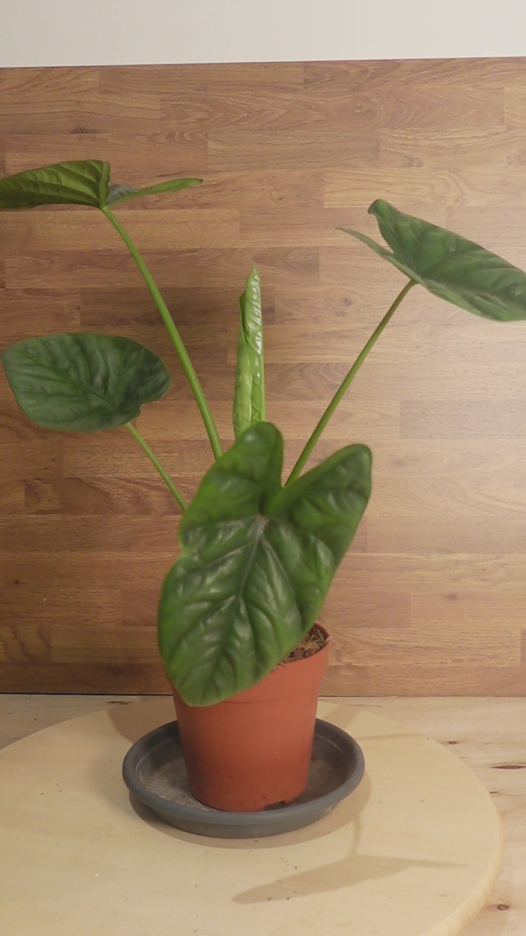 Alocasia 'Lukiwan'