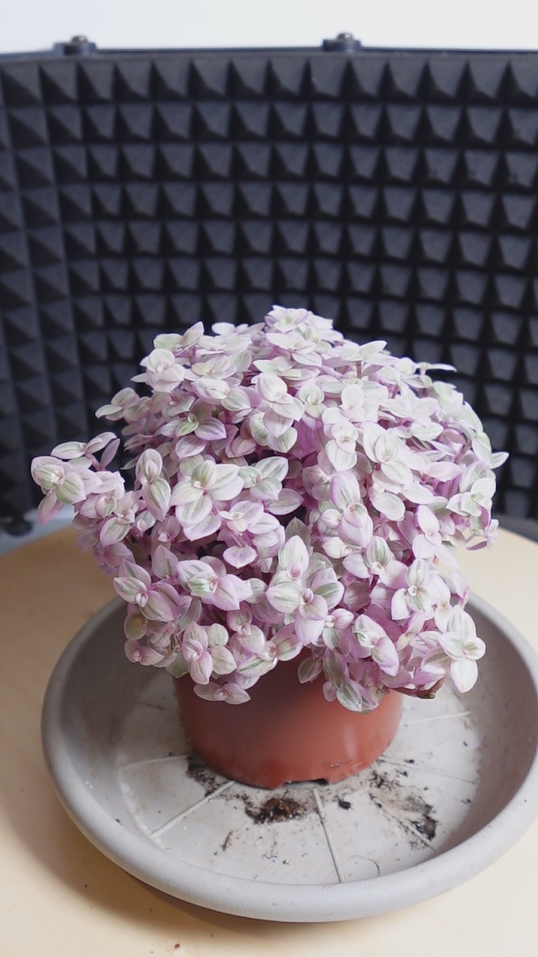 Callisia repens