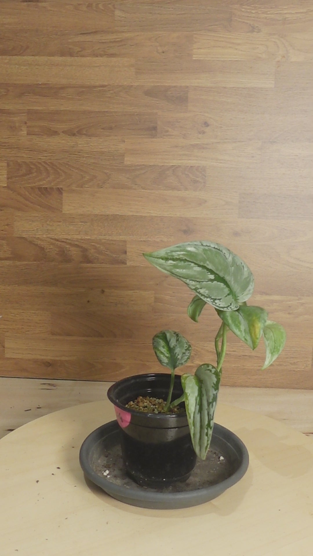 Scindapsus Sp Kalimantan