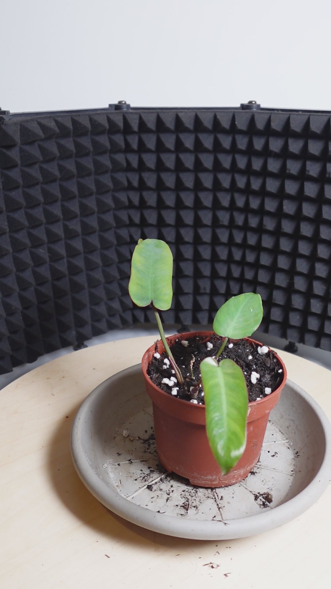 Philodendron atabapoense