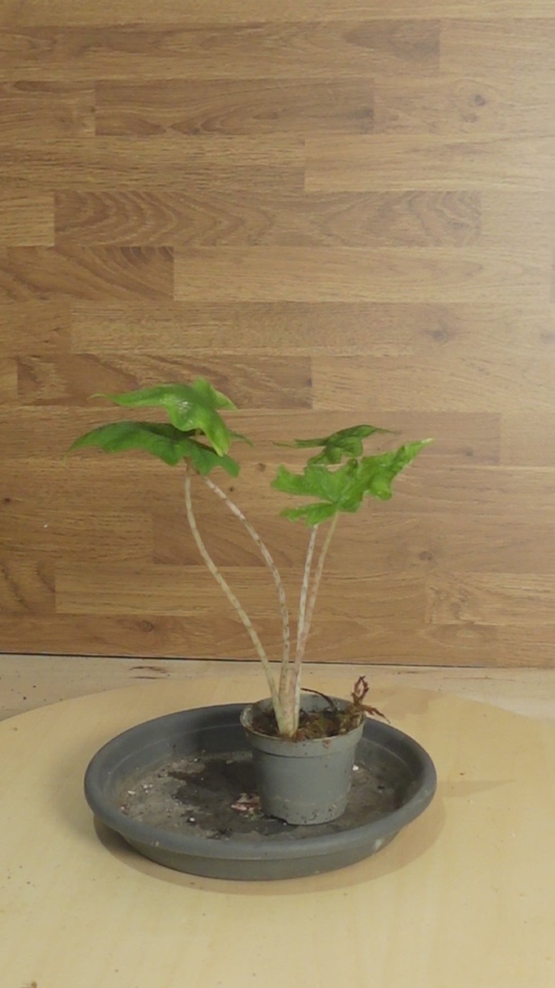 Alocasia 'Jacklyn'