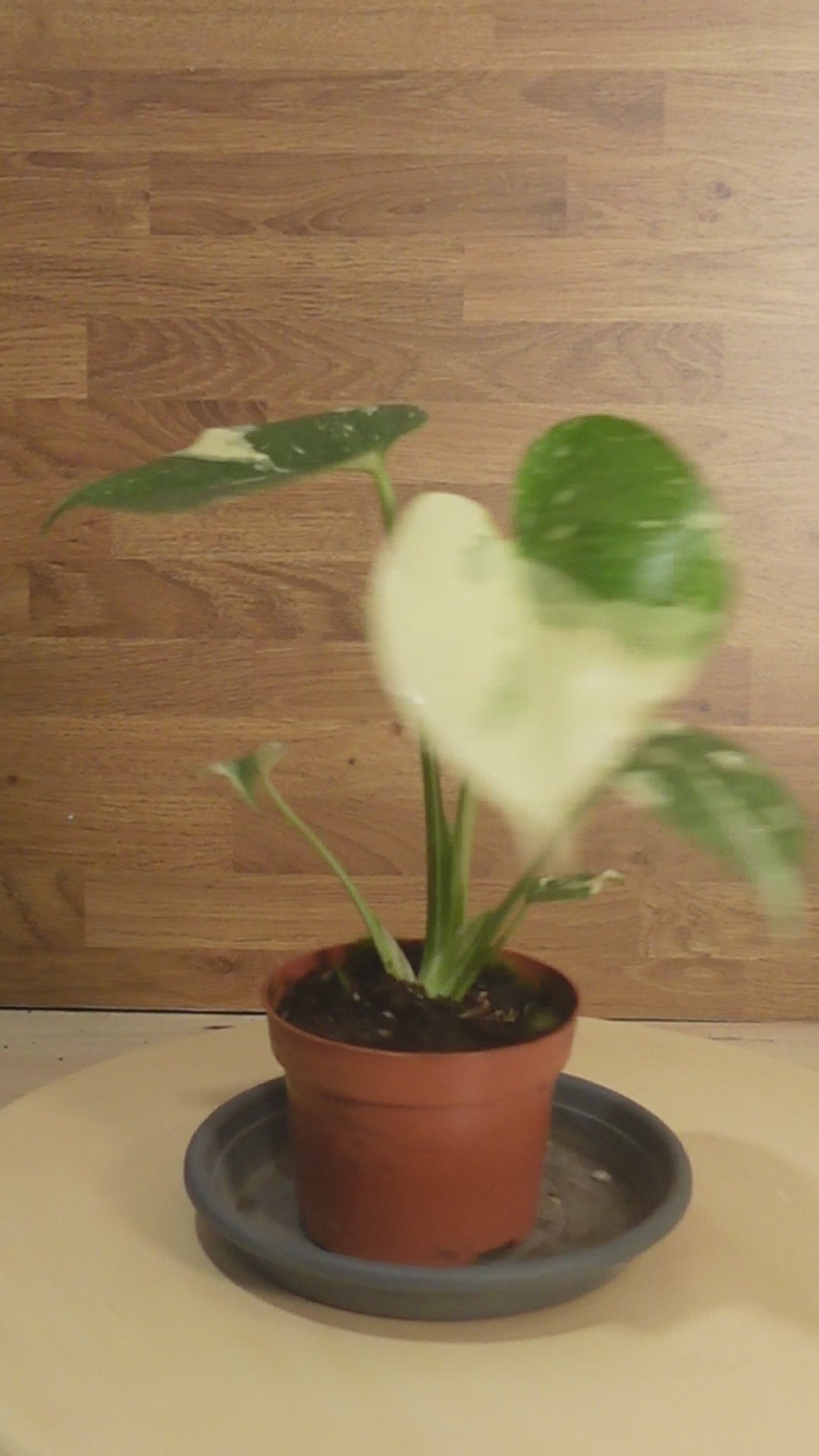 Montera thai constelation