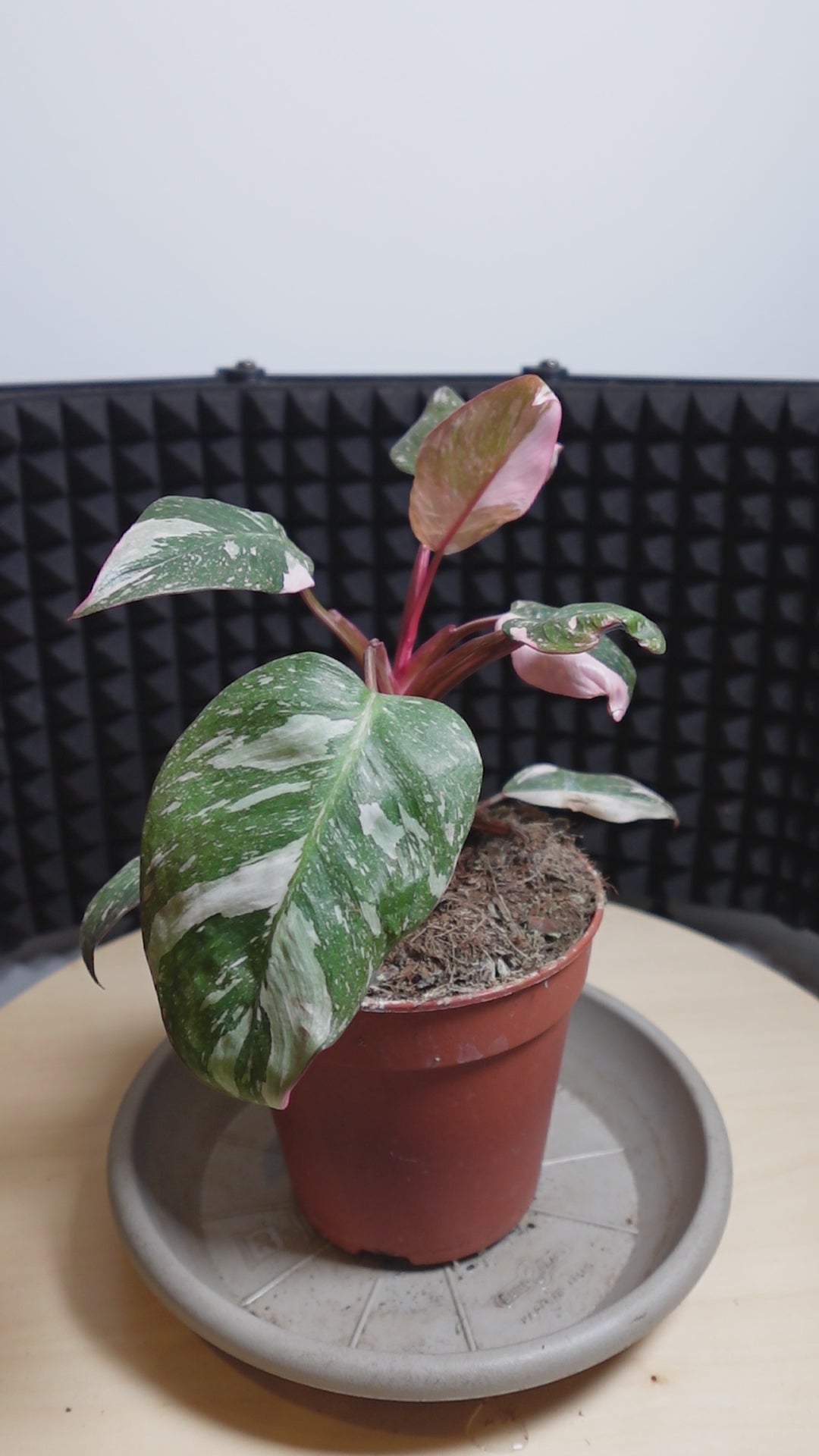 Philodendron 'Burgundy Princess'