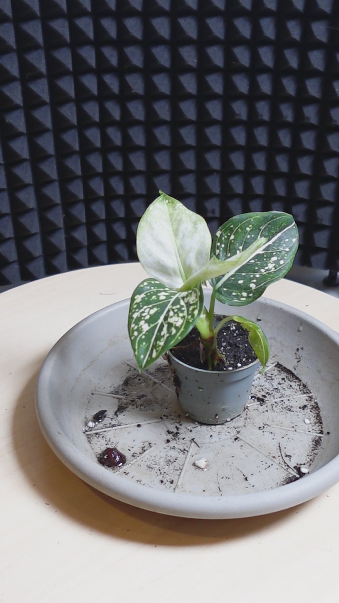 Aglaonema 'Snowflake'