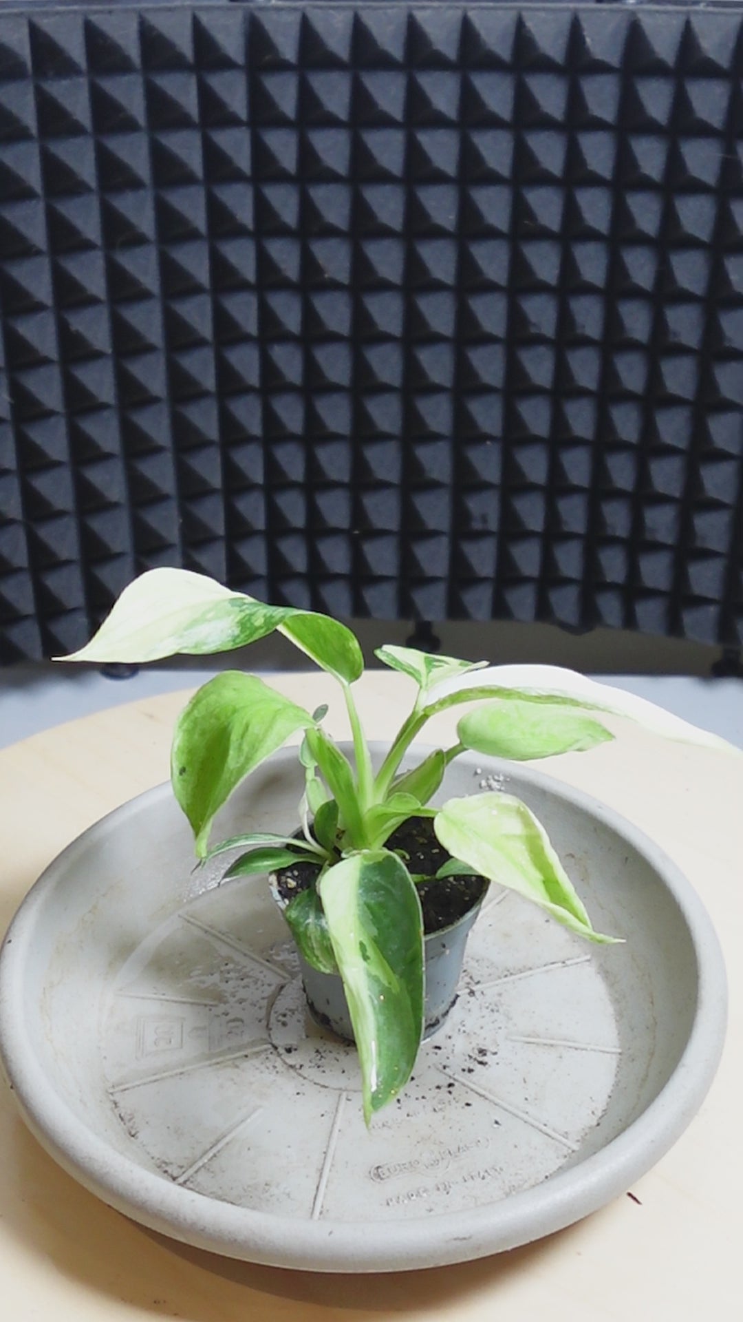 Philodendron 'Jose Buono'