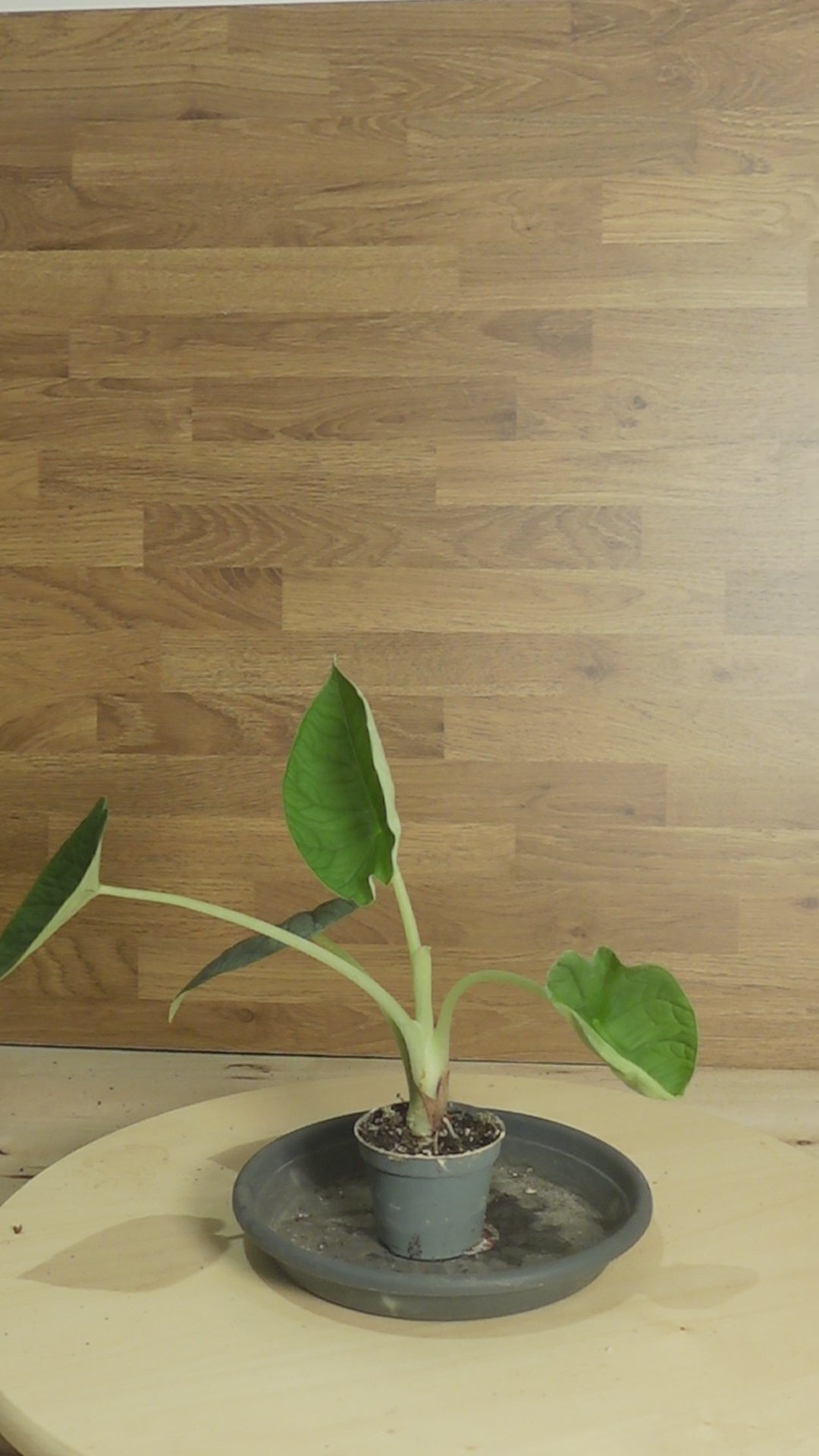 Alocasia melo