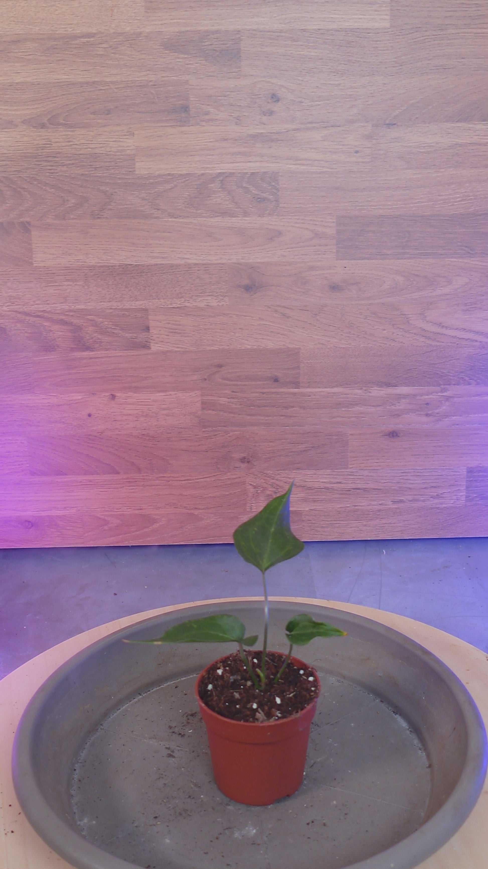 anthurium delta force