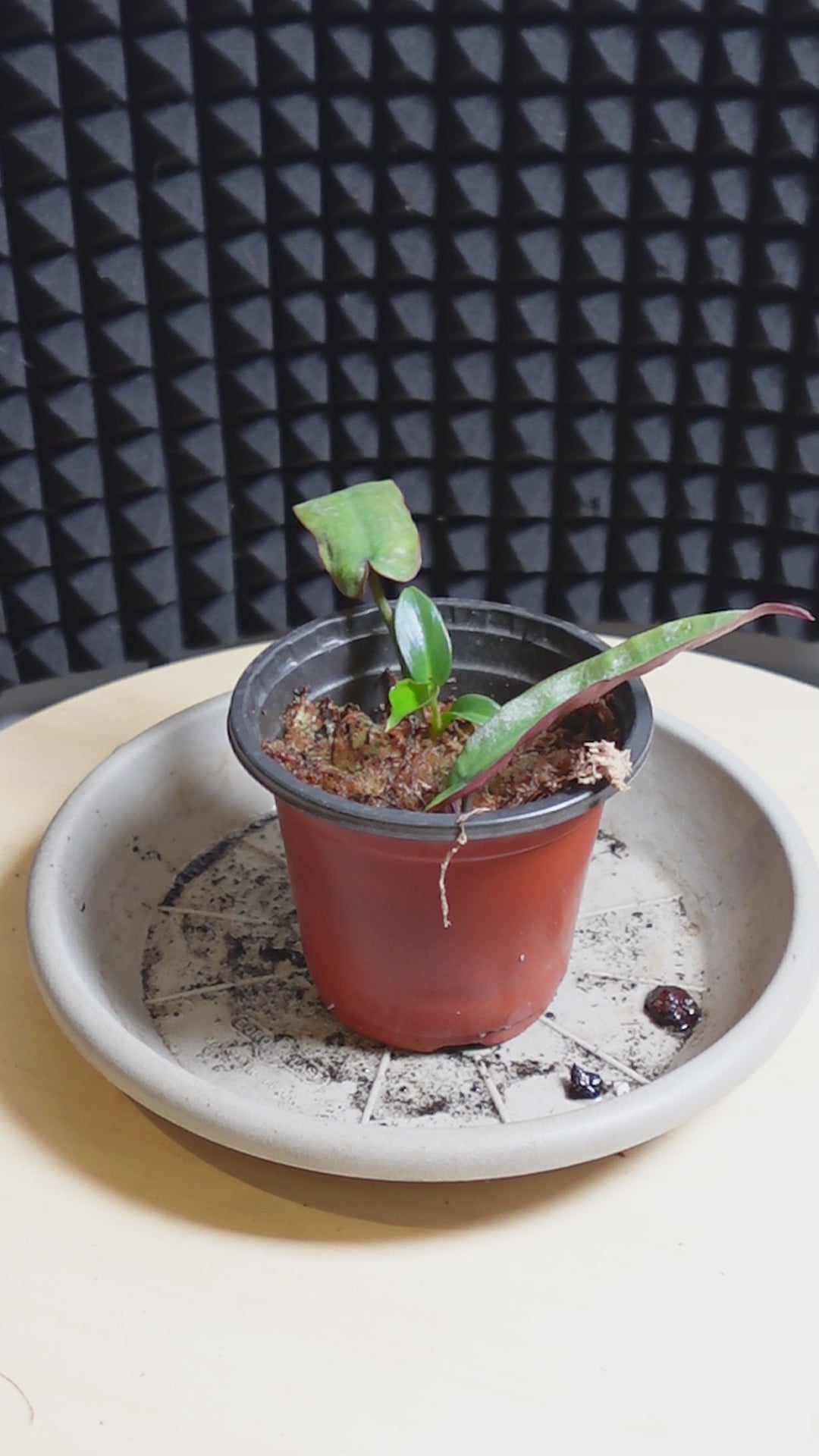 Philodendron atabapoense