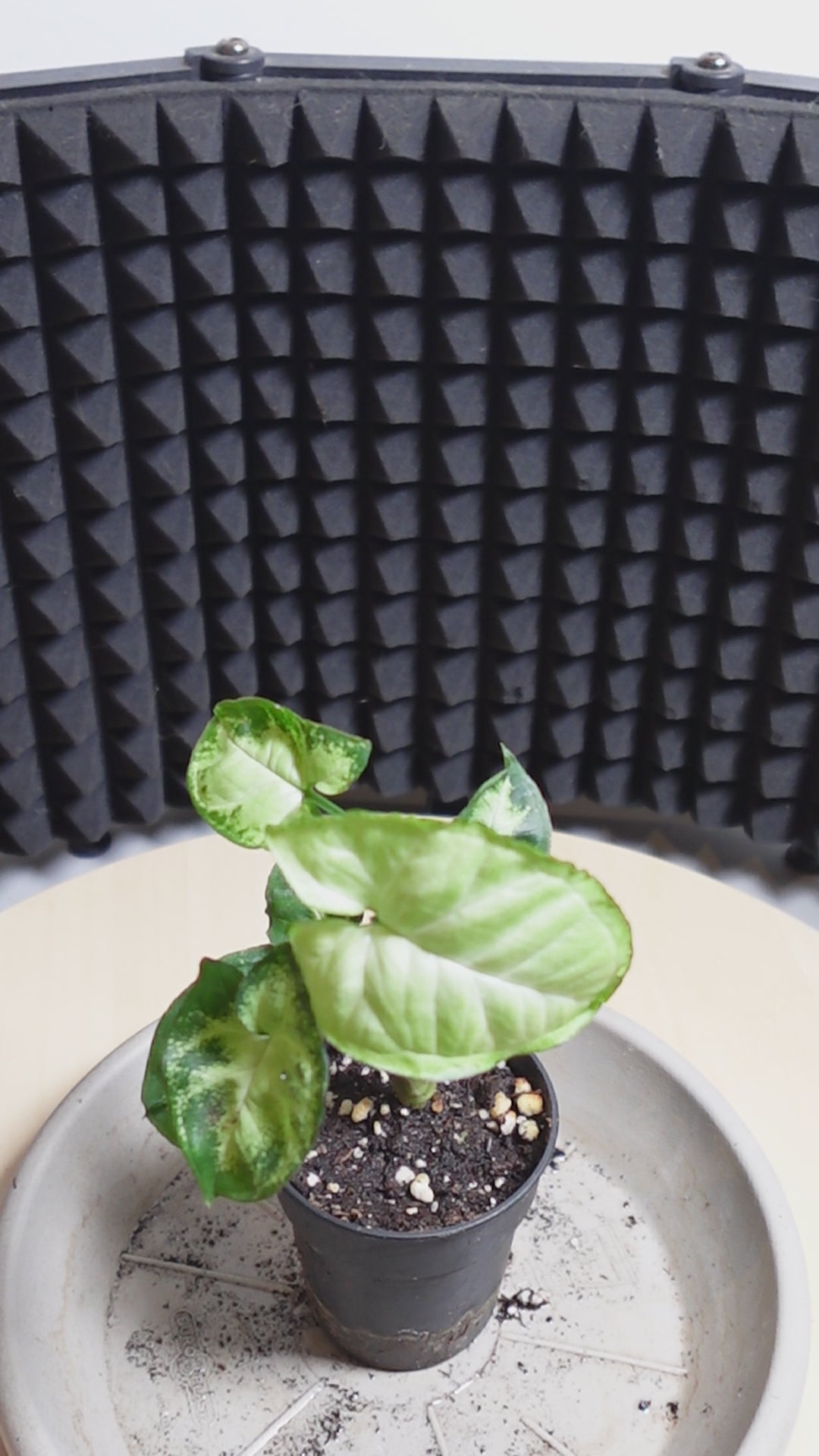 Syngonium pixie