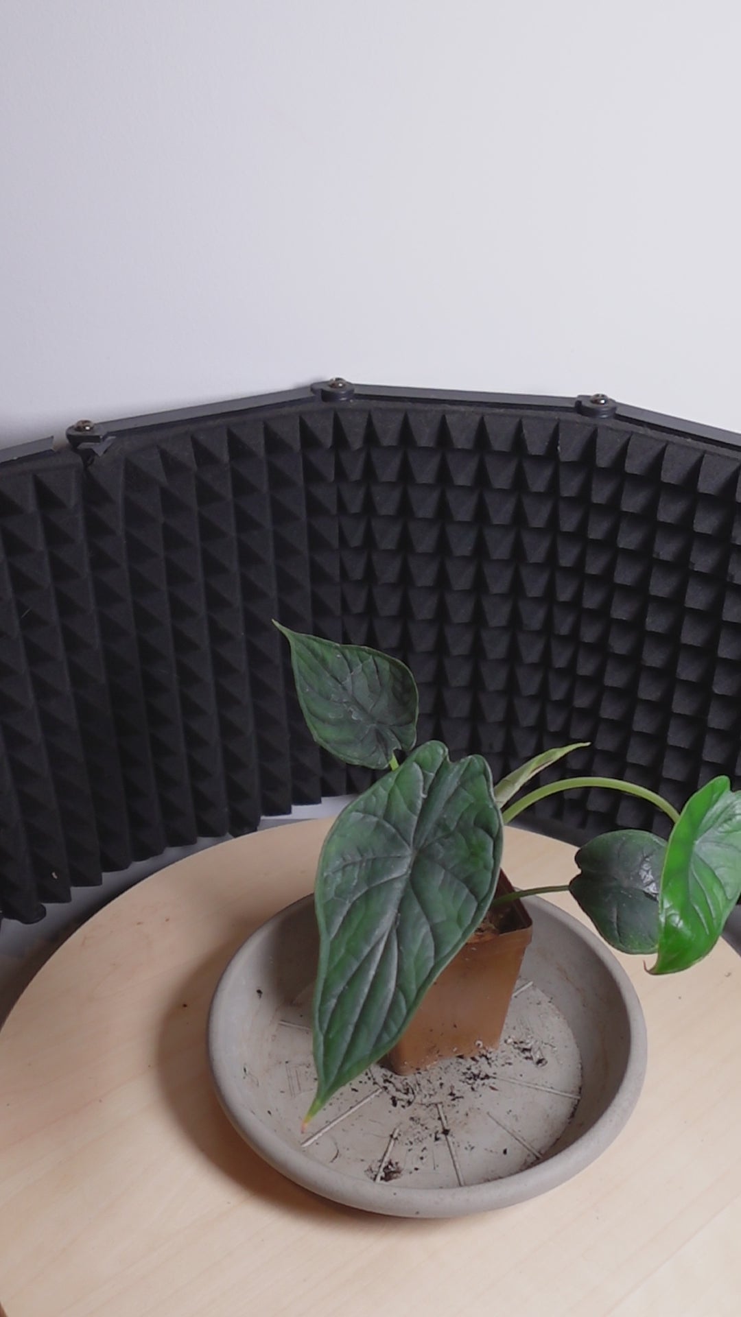 Alocasia dragon scale
