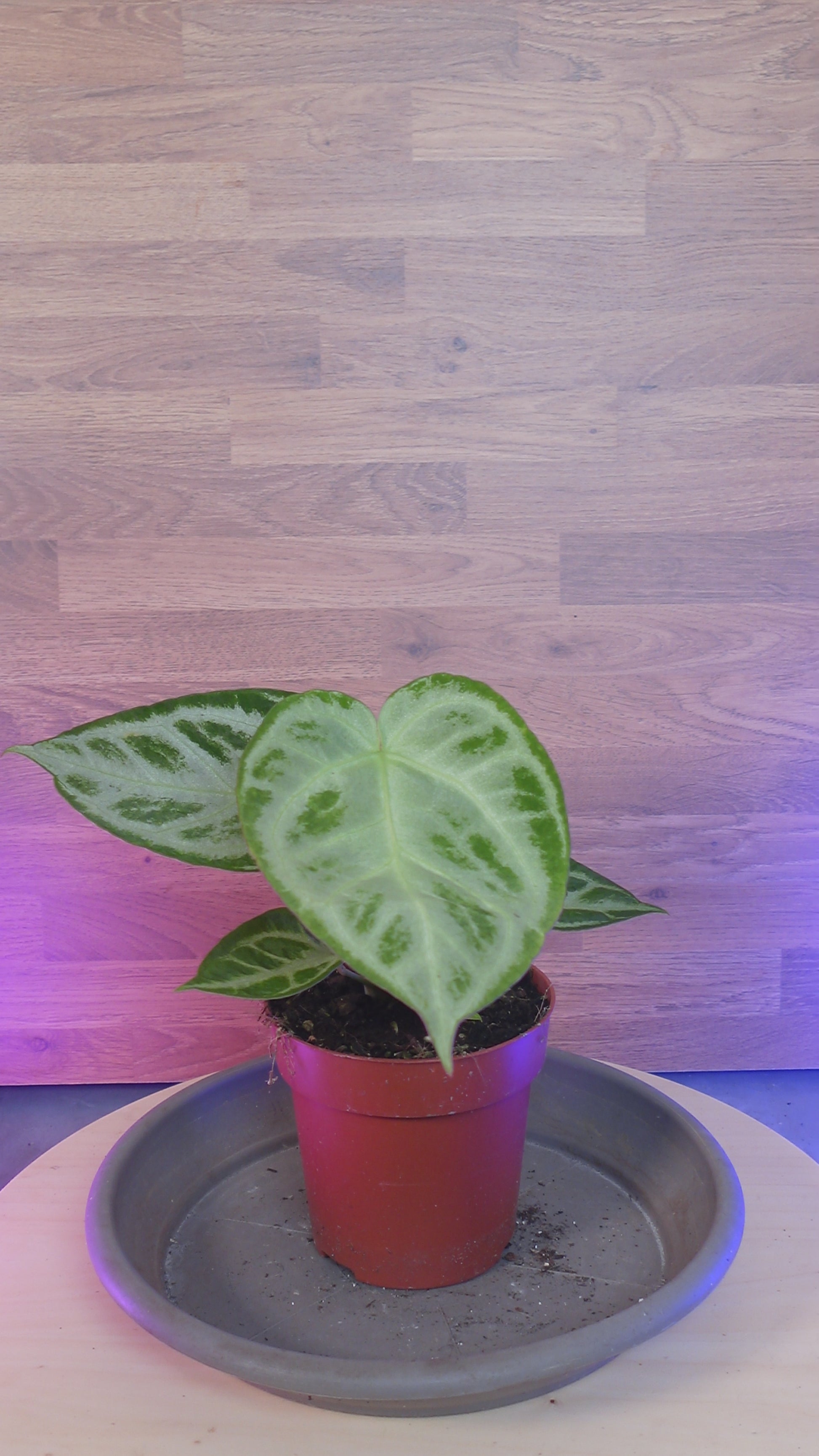 Anthurium super silver blush