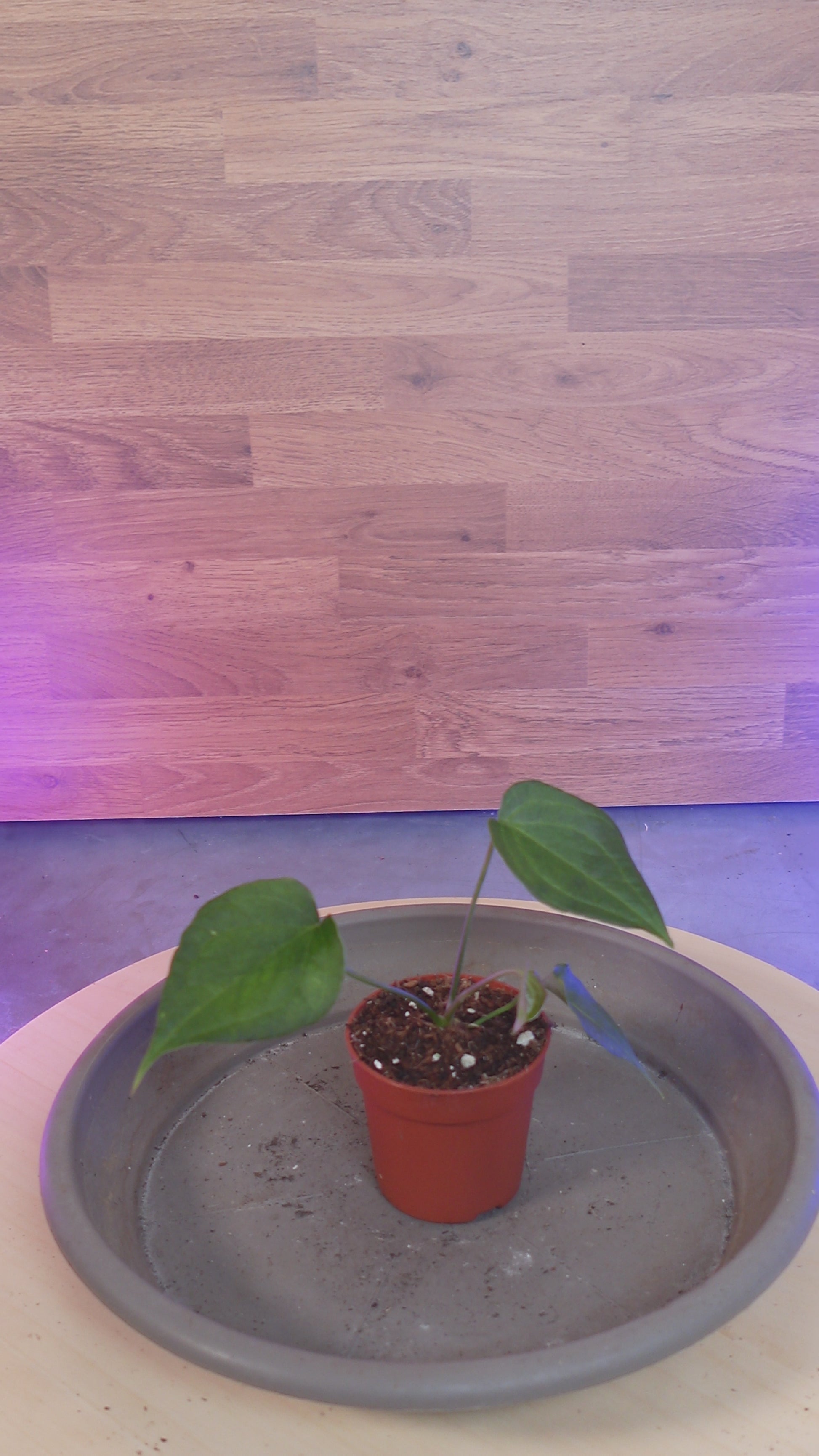 anthurium delta force