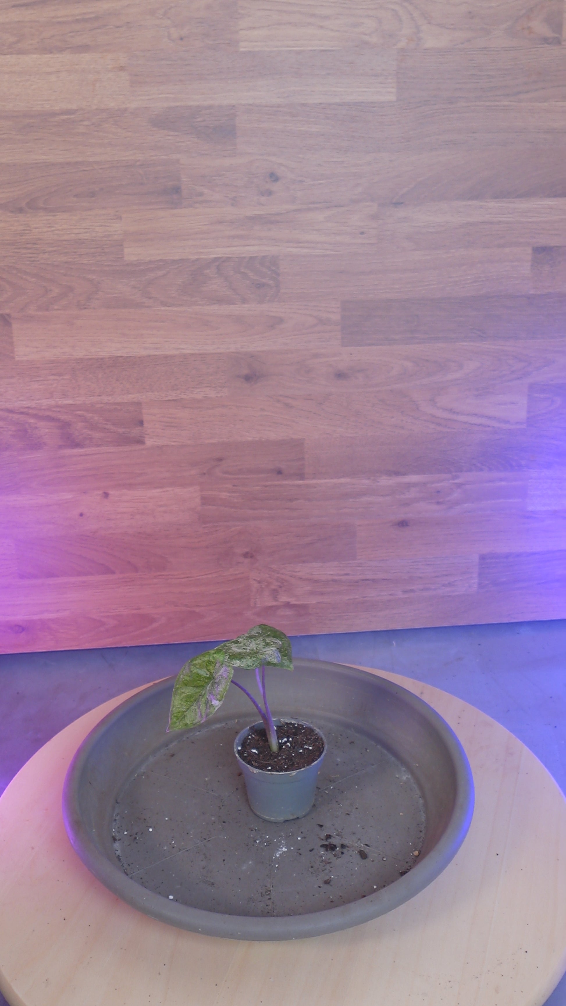 Alocasia macrorrhizos 'Splash'