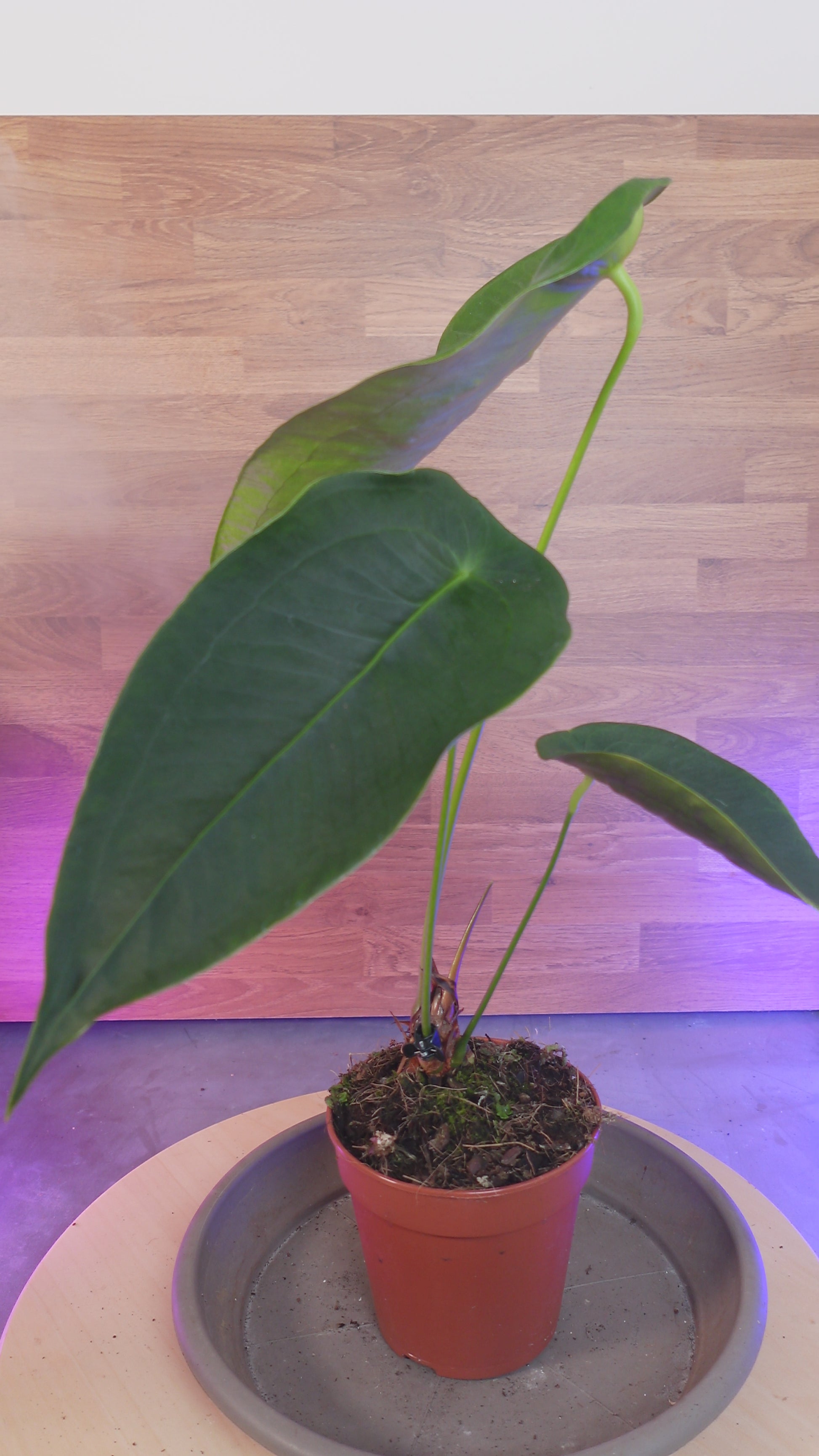 Anthurium peltigerum