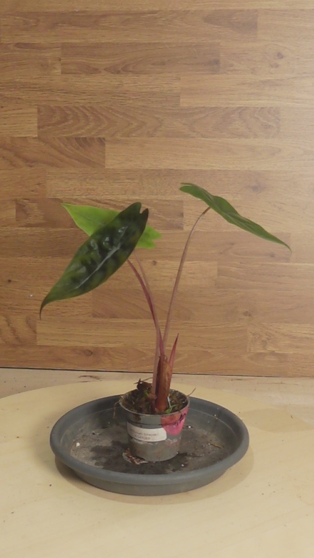 Alocasia chantrieri