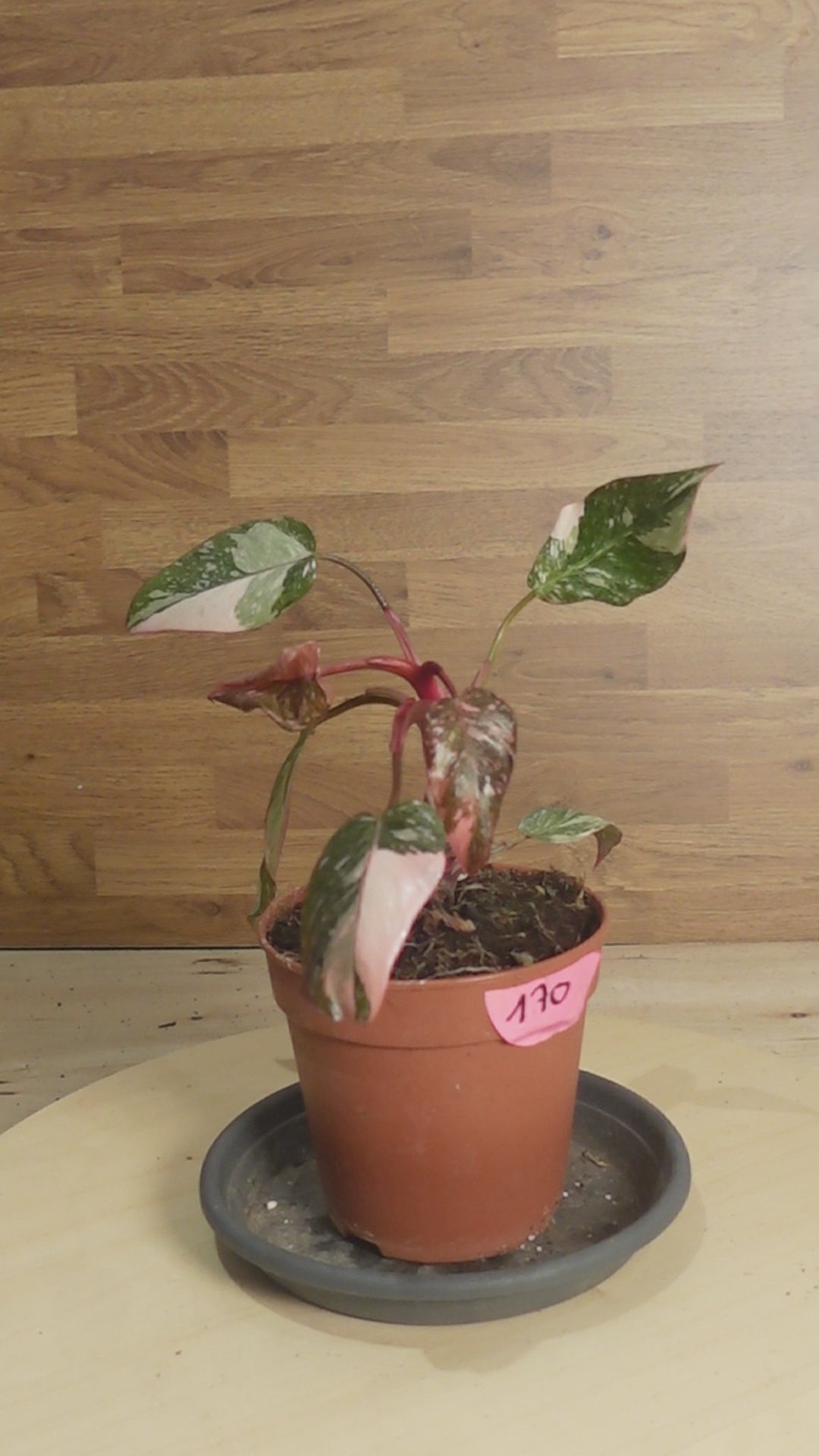 Philodendron 'Burgundy Princess'
