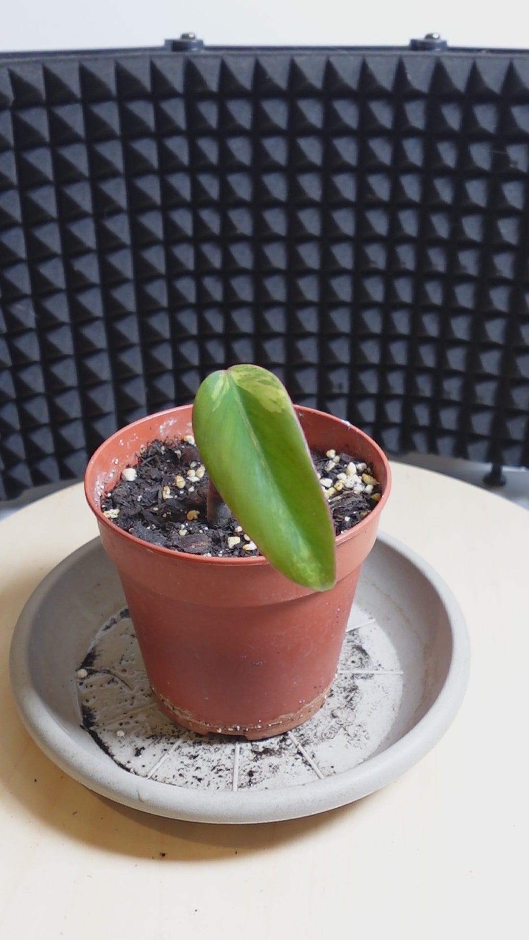 philodendron strawberry shake