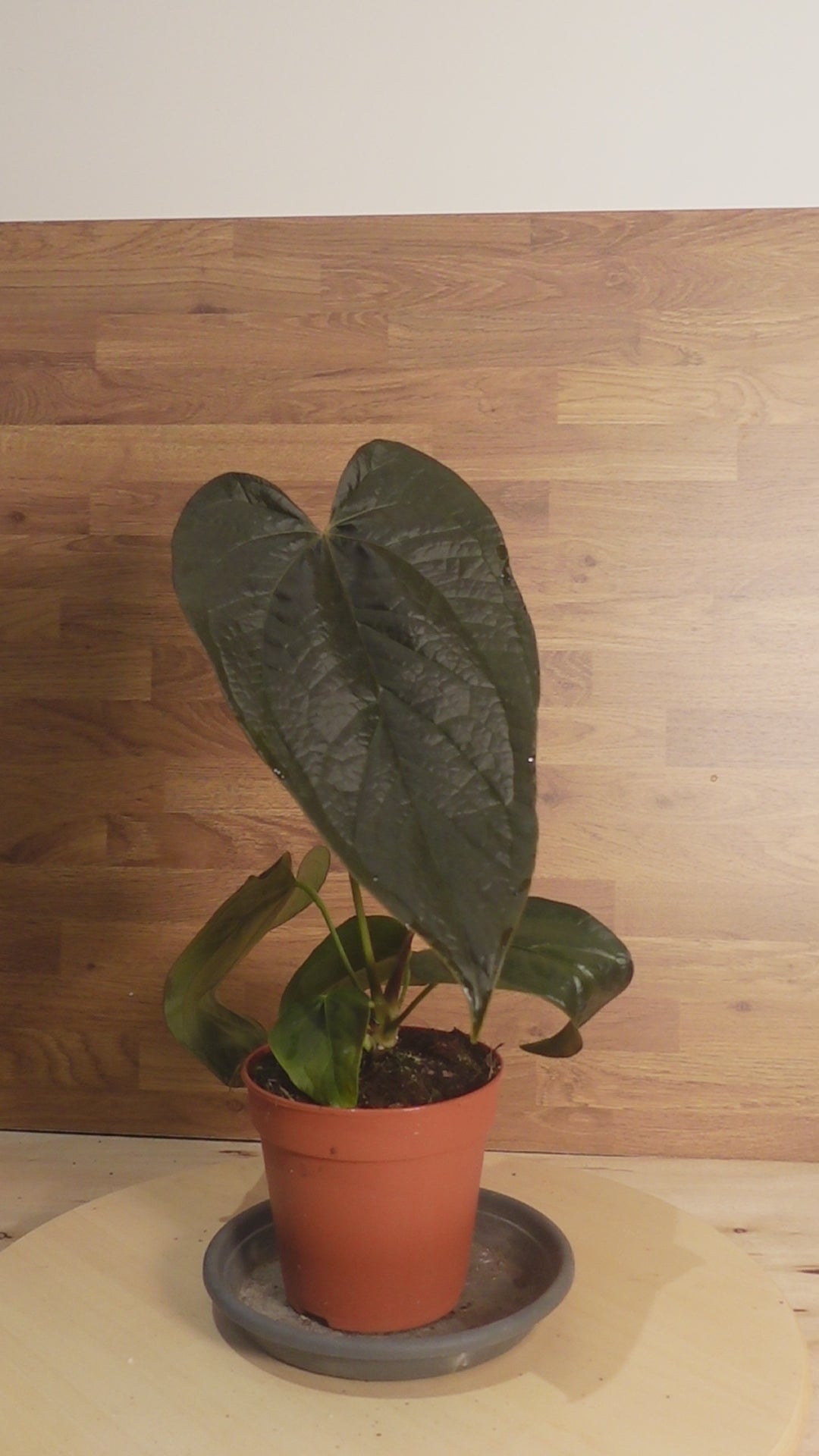 Anthurium 'Queen of Hearts'