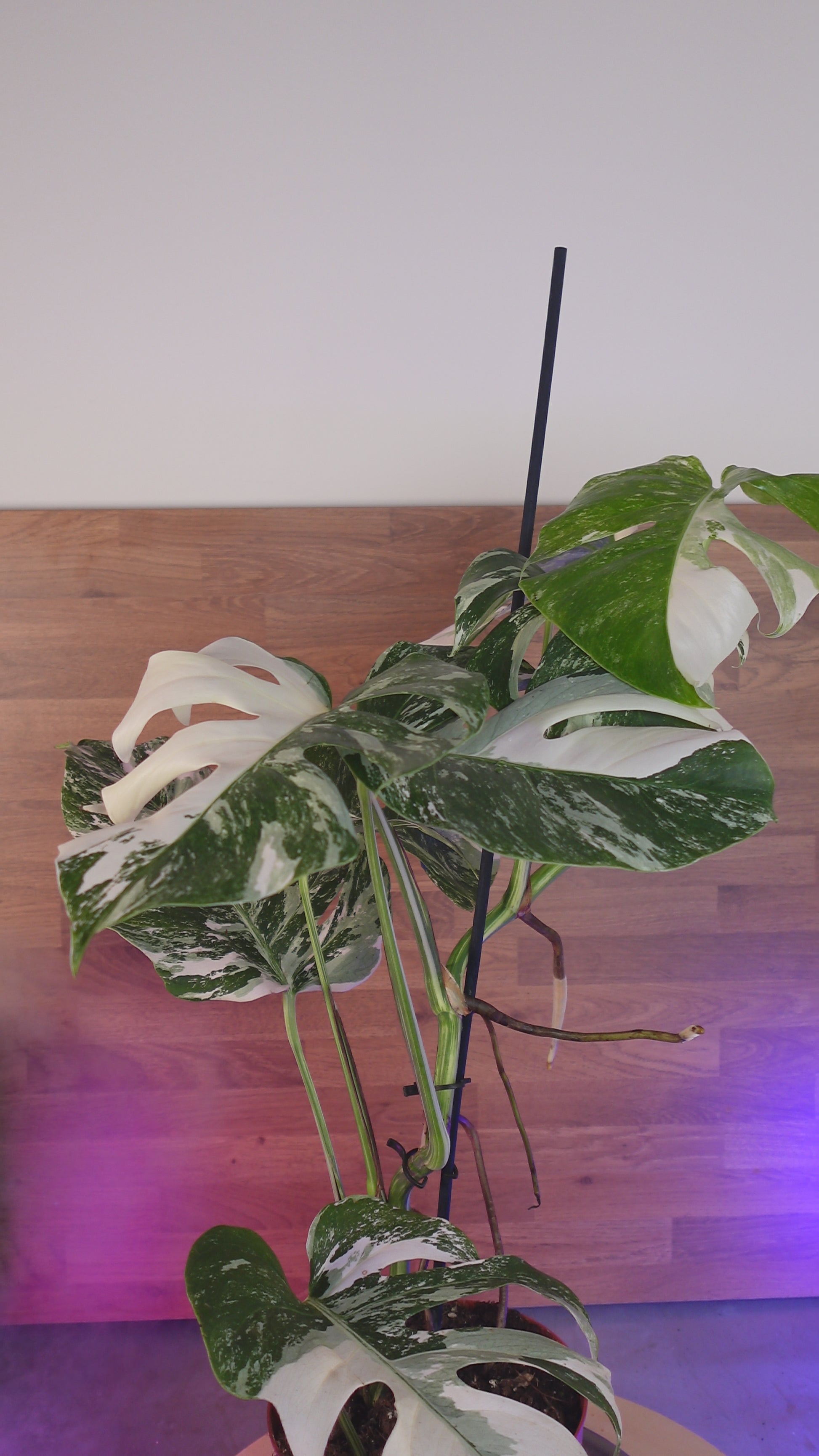 Monstera variegata