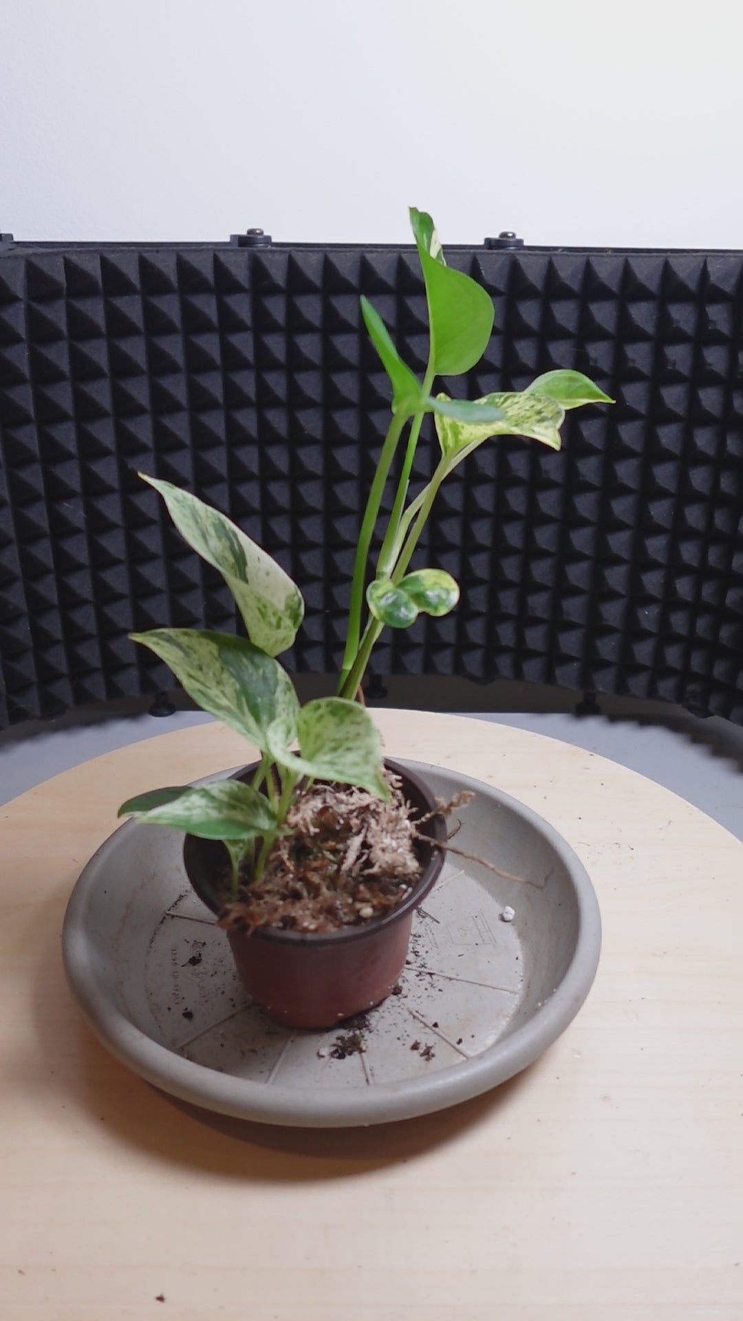 Epipremnum pinnatum 'Marble Queen'