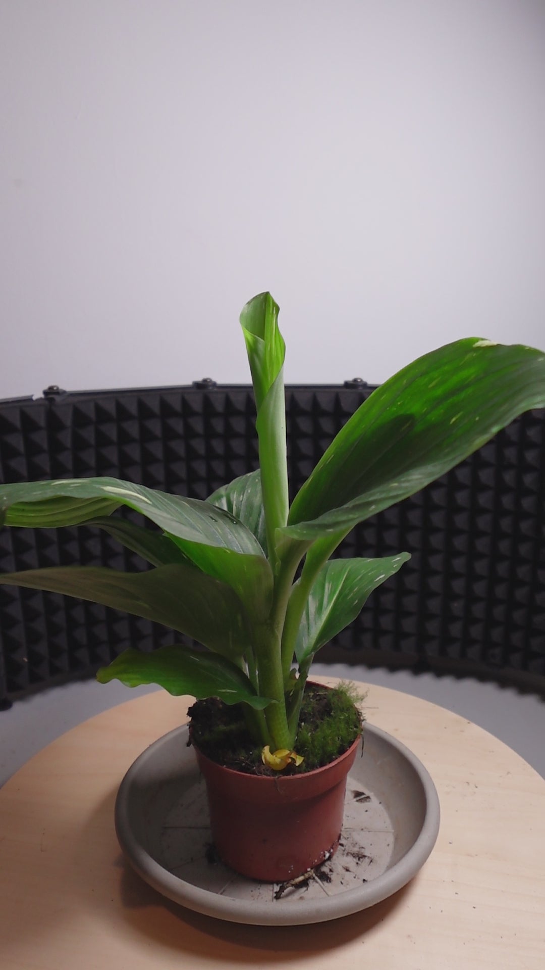 Kaempferia pulchra 'Marble Variegata'