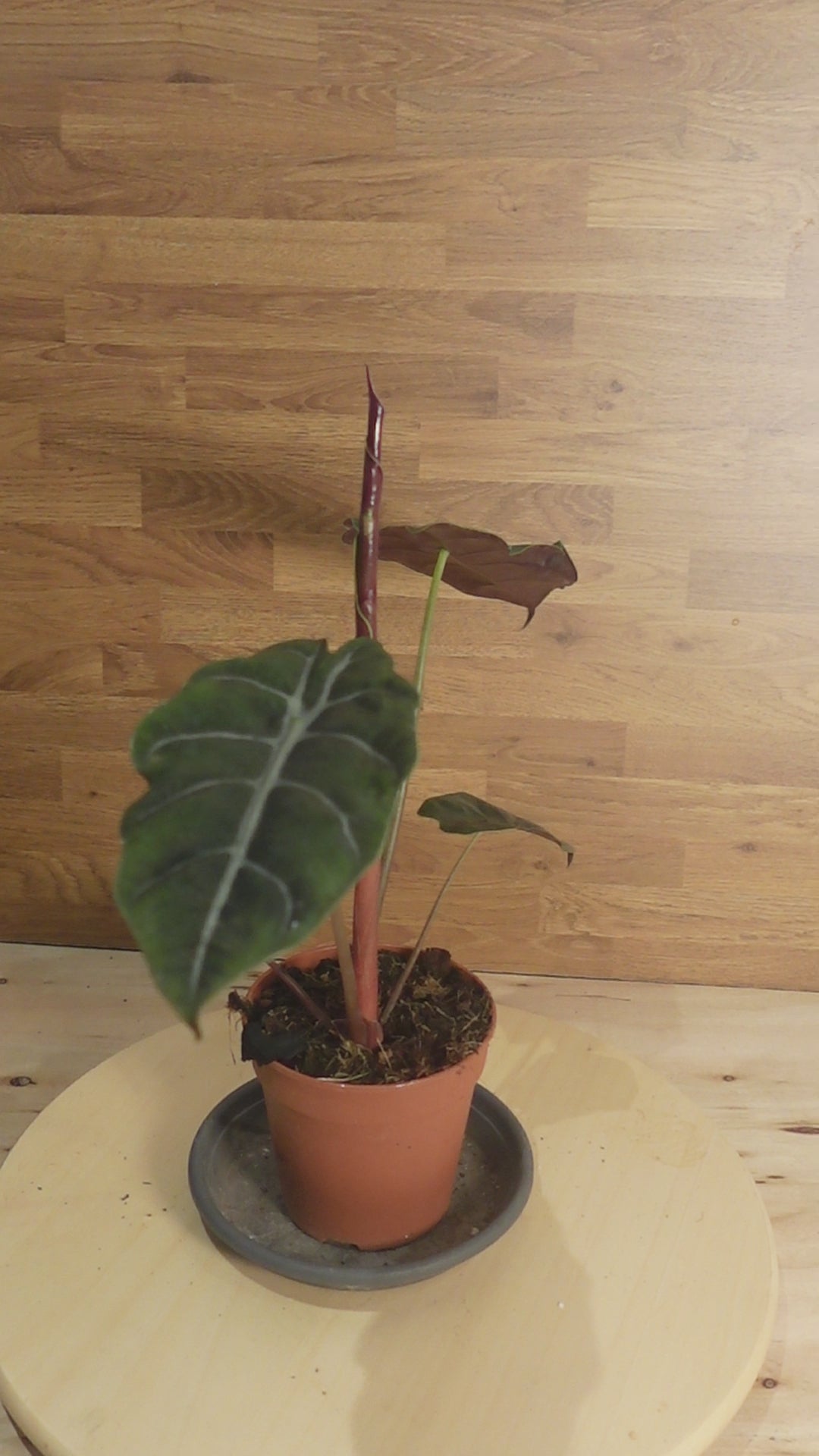 Alocasia chantrieri