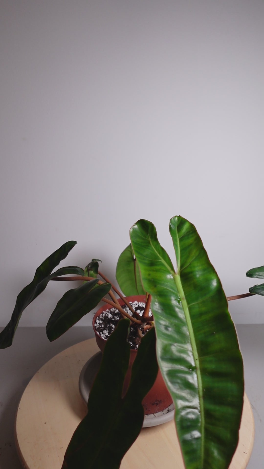 Philodendron billietiae