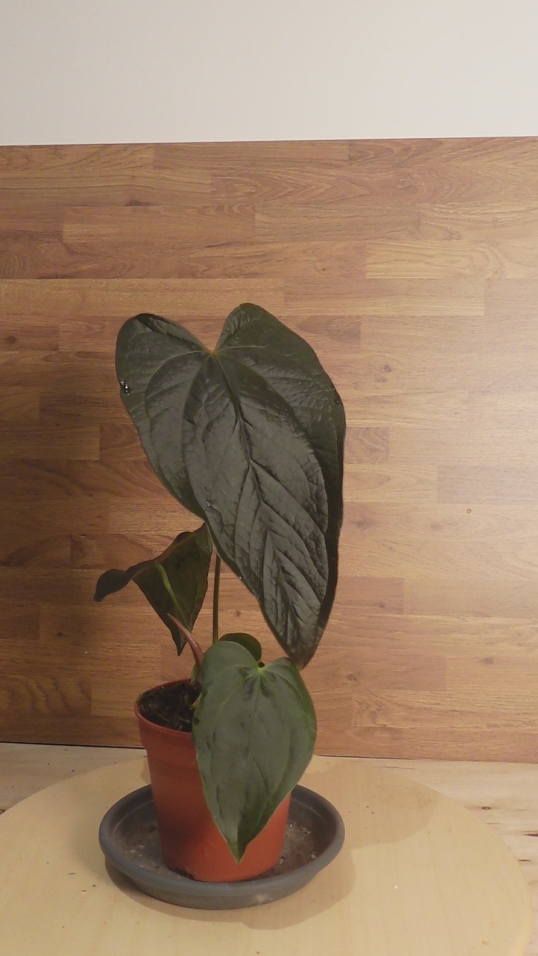 Anthurium 'Queen of Hearts'