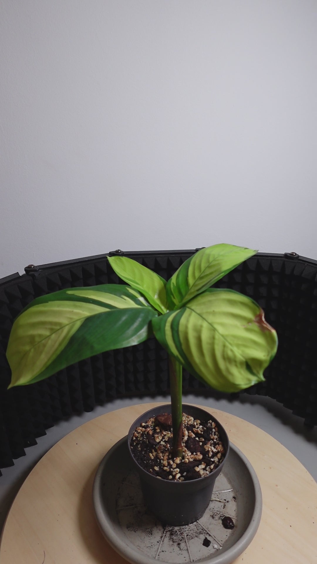 Calathea pilosa
