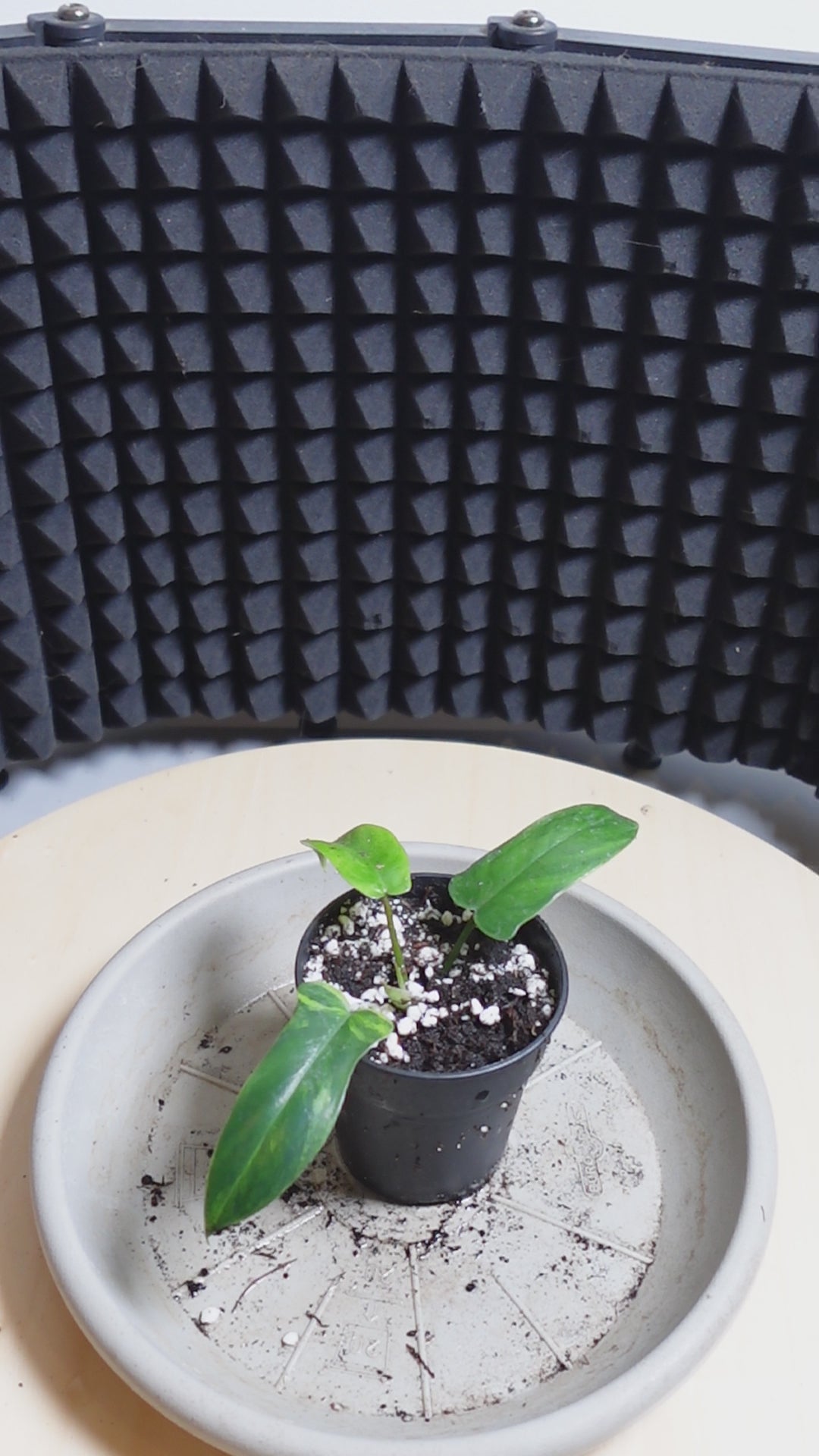 Philodendron florida beauty
