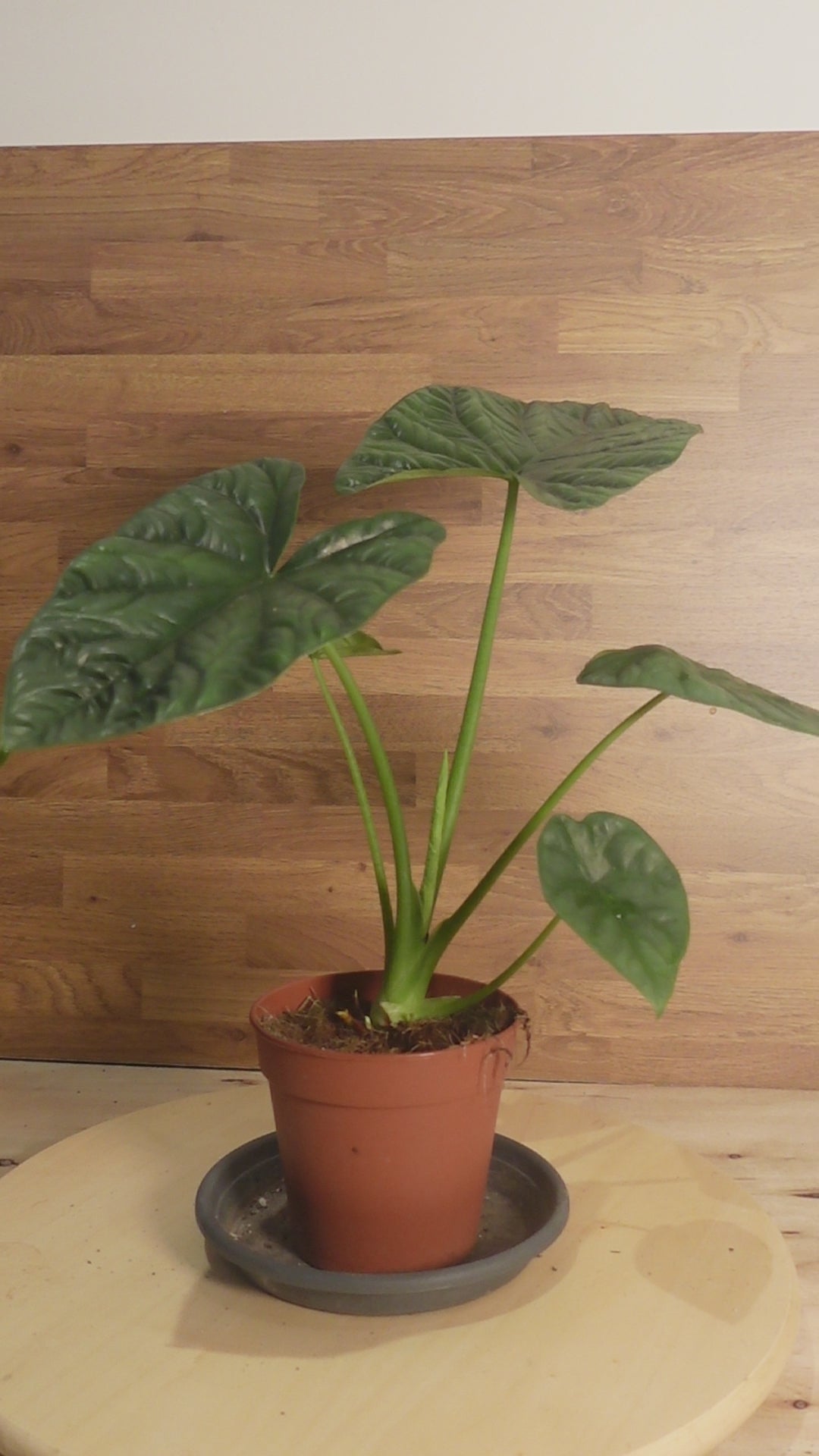 Alocasia 'Lukiwan'