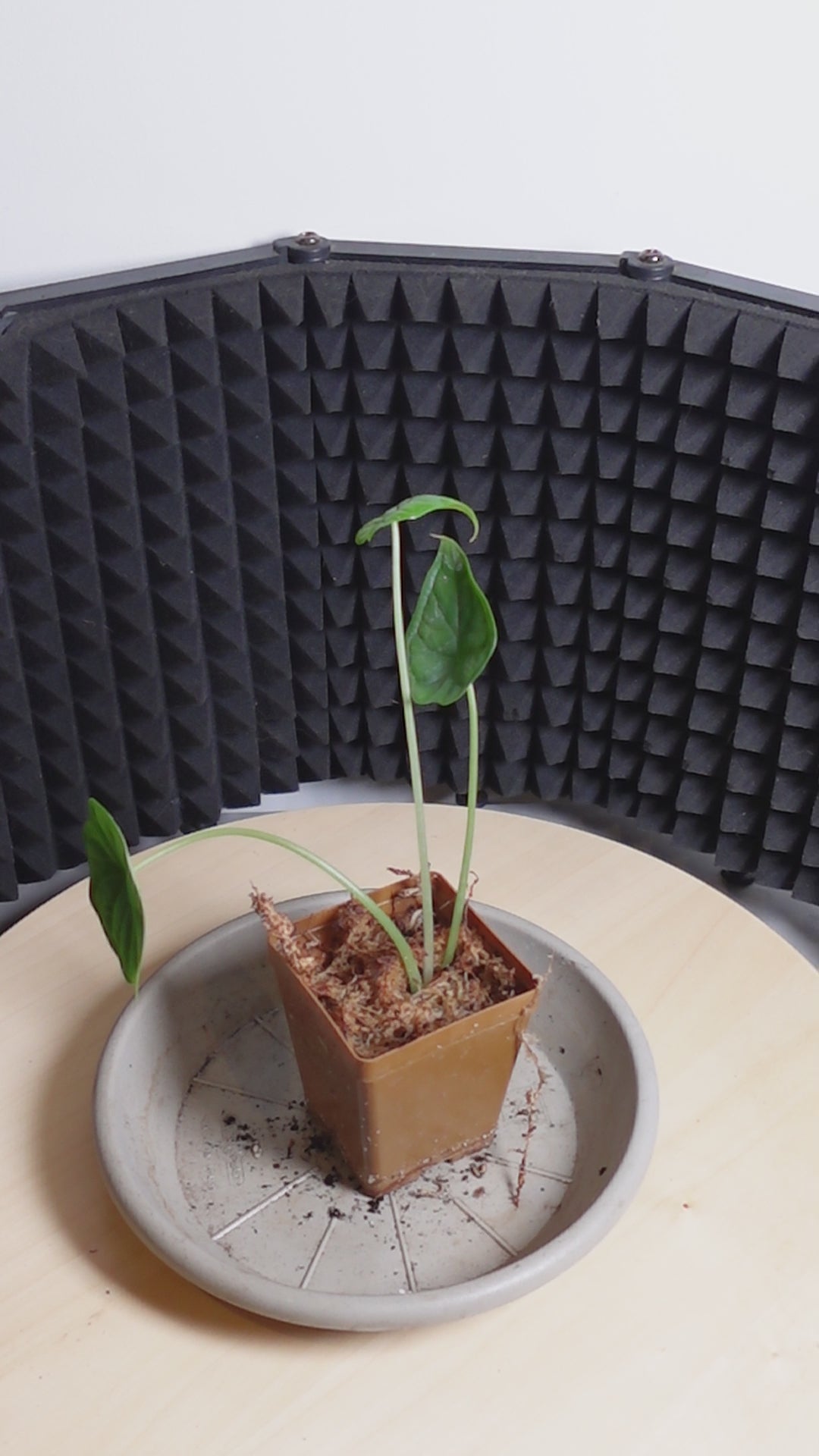 Alocasia dragon scale