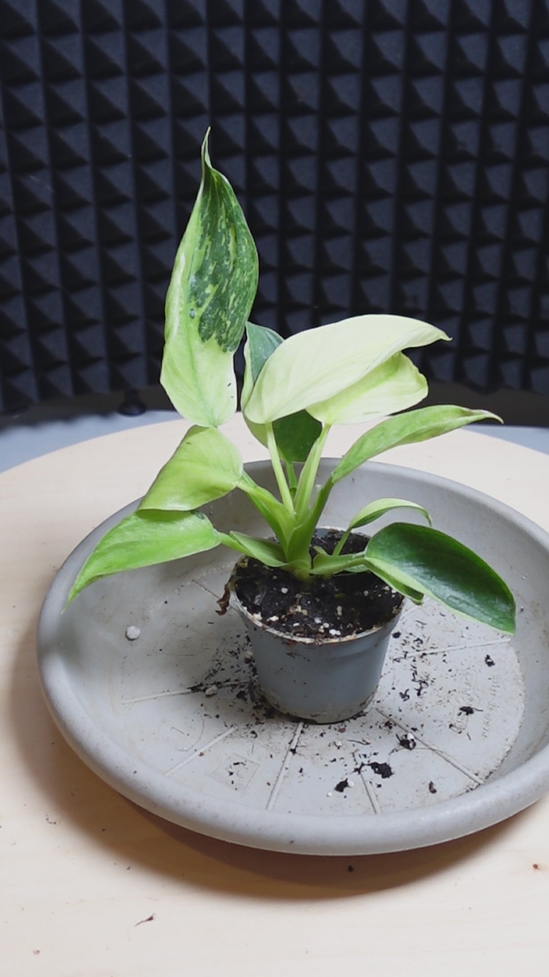 Philodendron 'Jose Buono'