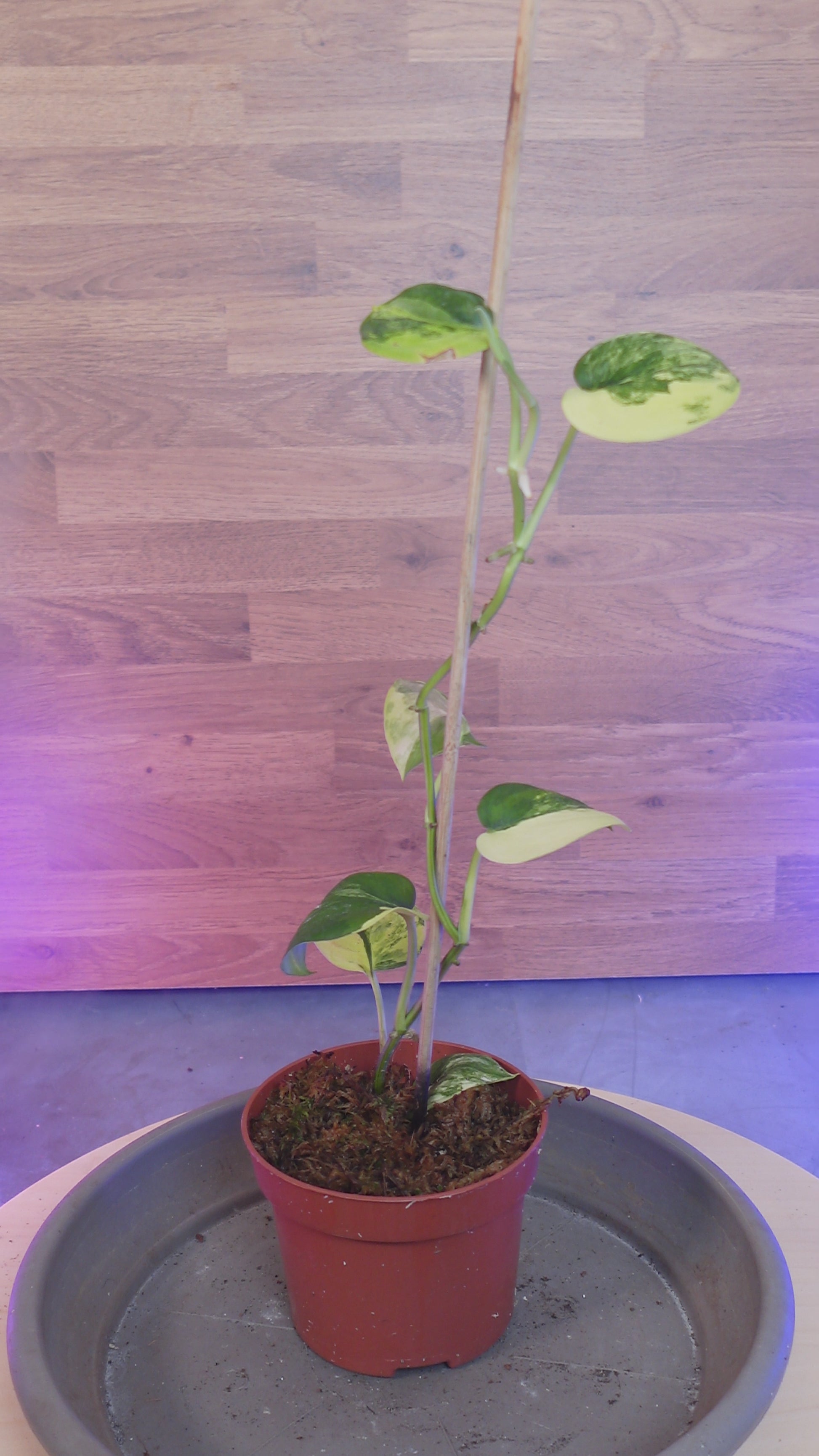 Scindapsus 'Jade Satin'