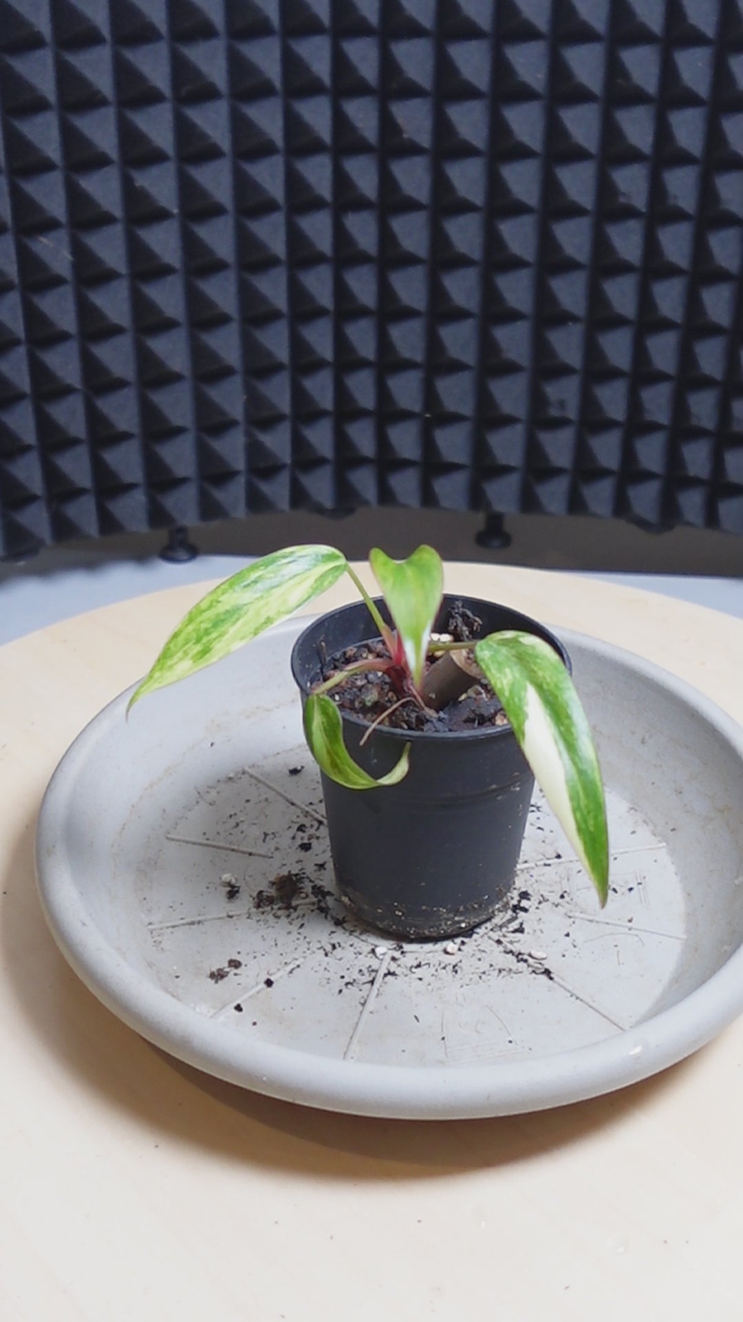 philodendron strawberry shake