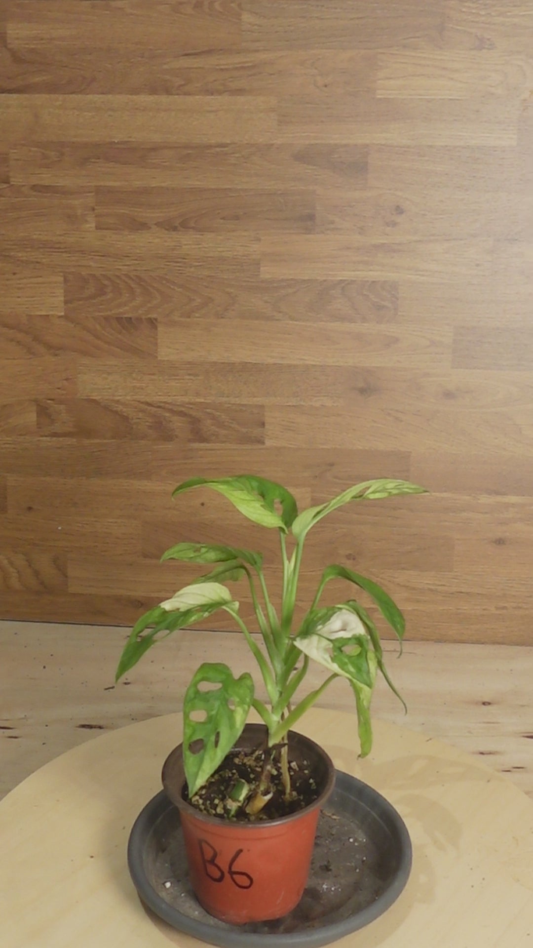 Monstera adansonii variegata