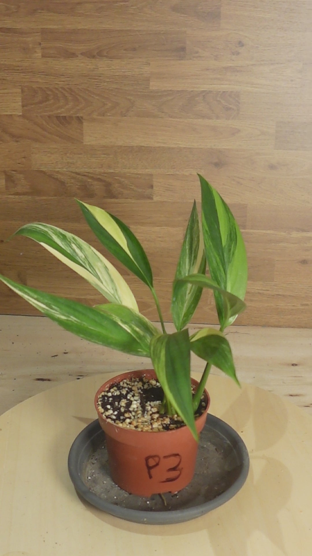 Epipremnum amplissimum 'Variegata'