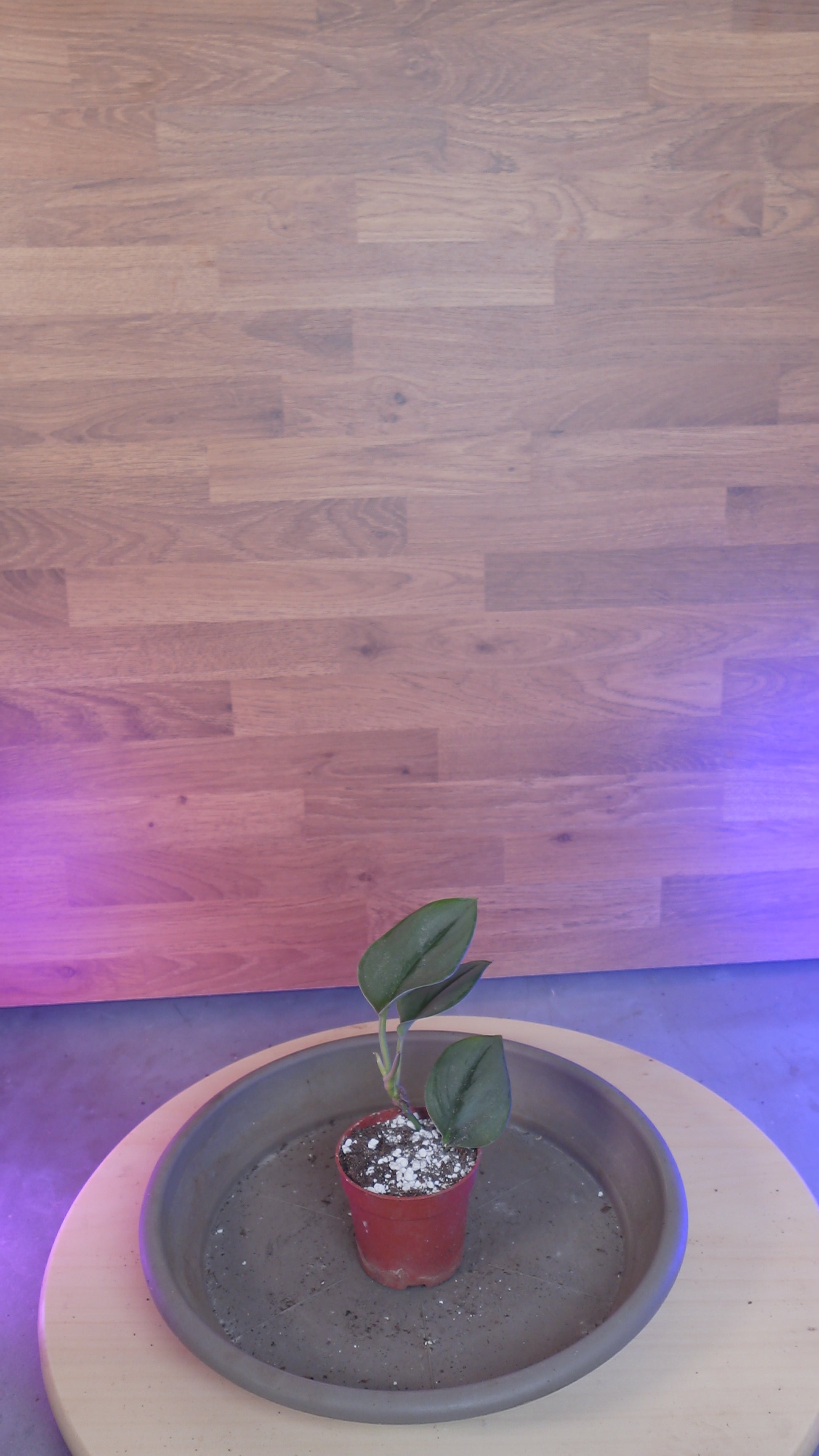 Scindapsus treubii 'Moonlight'