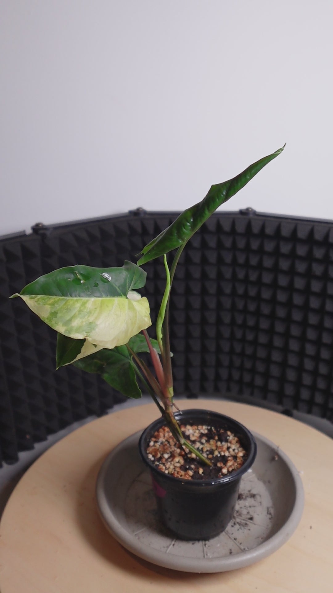 Syngonium variegata aurea