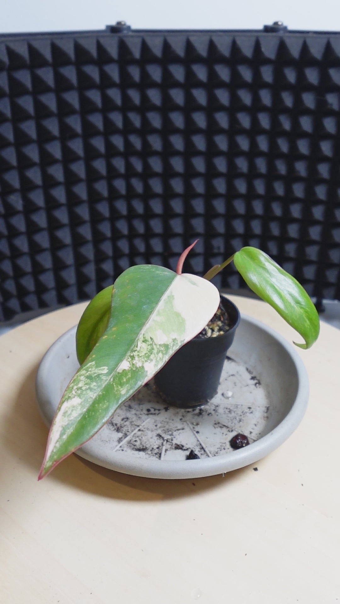 philodendron strawberry shake