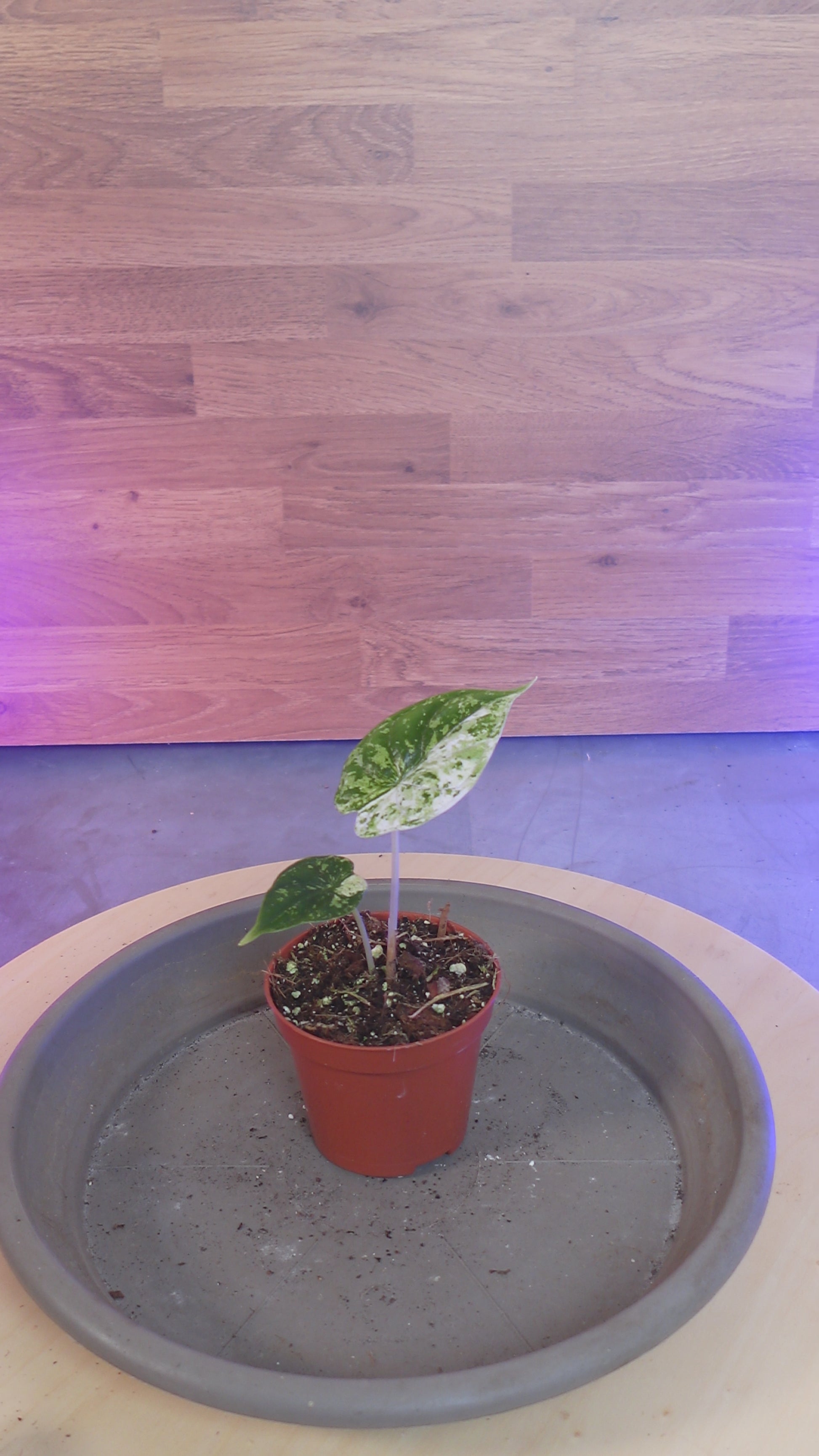 Alocasia dragon scale mint