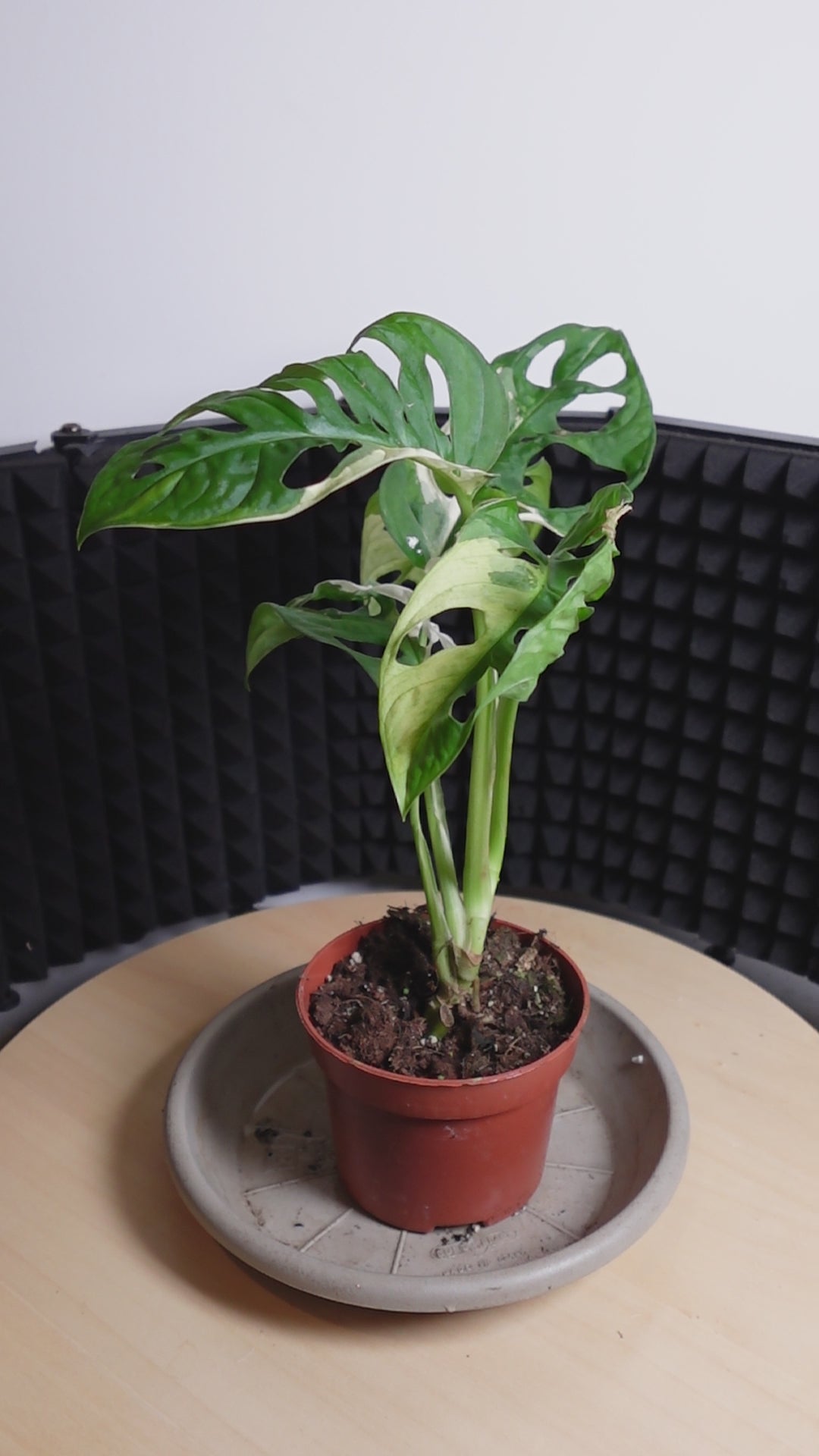 Monstera adansonii variegata