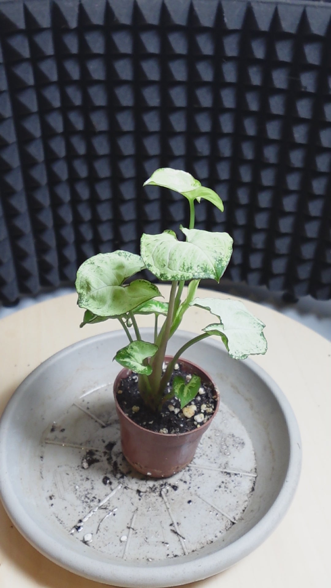 Syngonium pixie